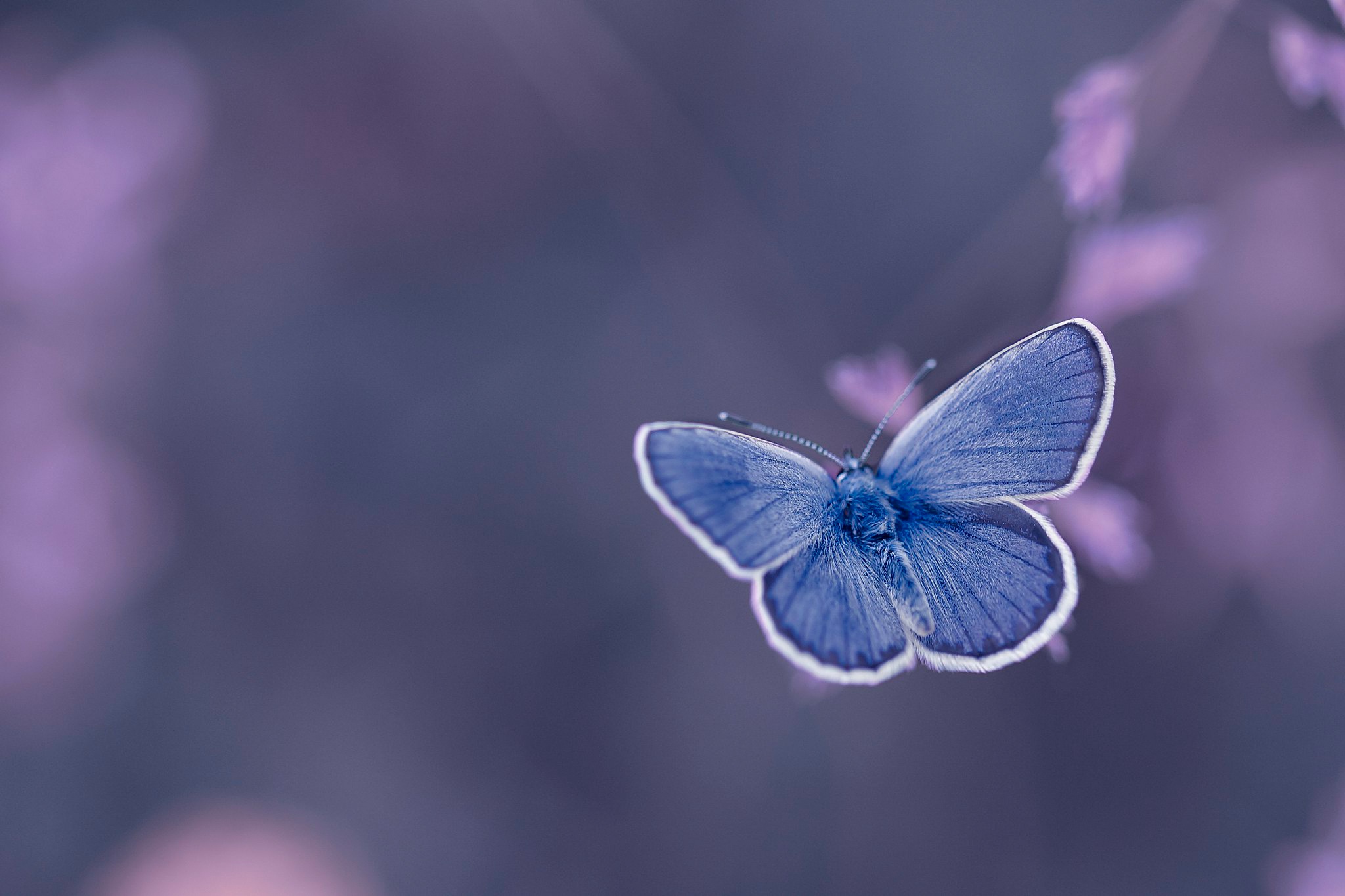 Free download wallpaper Insect, Butterfly, Animal on your PC desktop