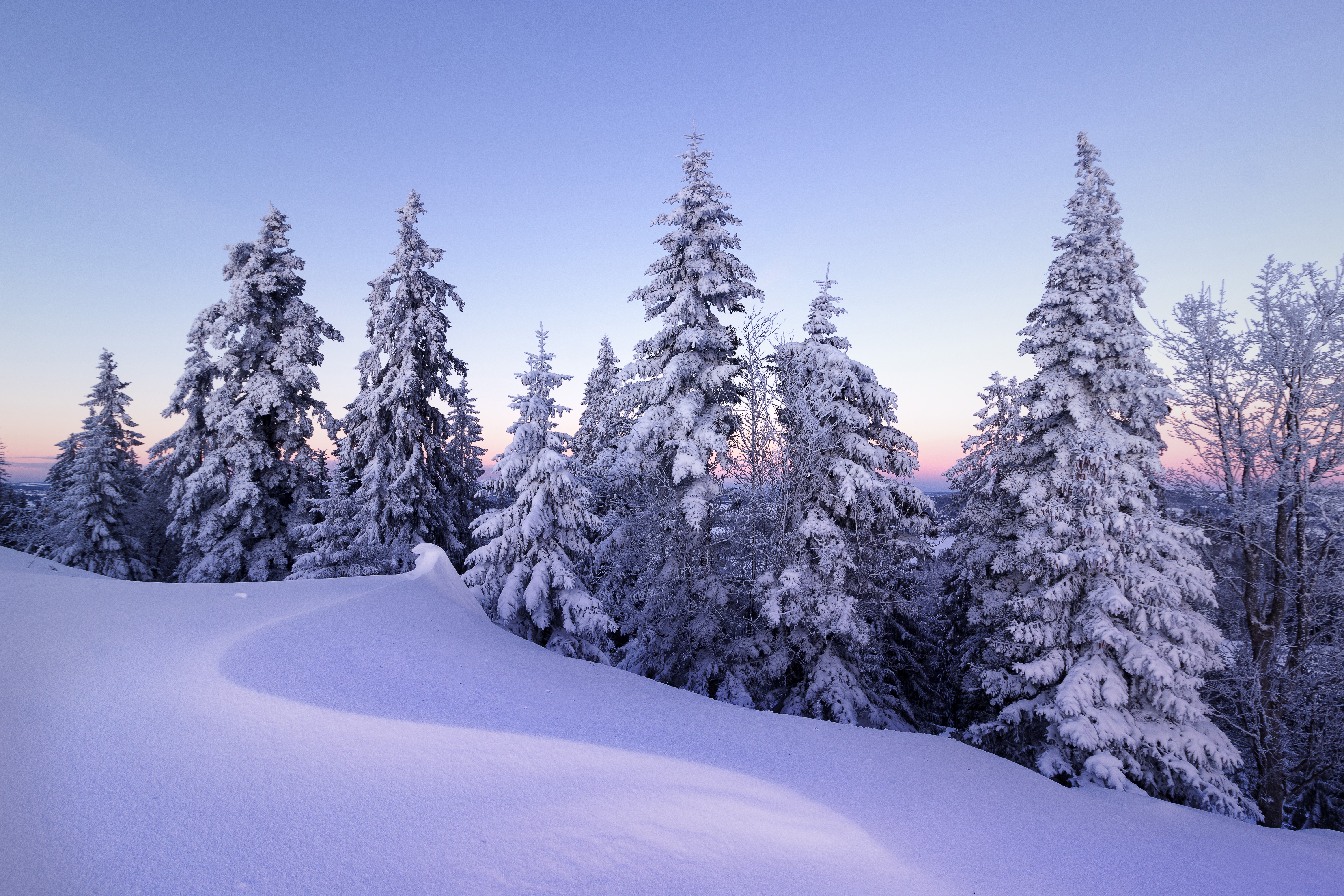 earth, winter, snow, spruce, switzerland Full HD