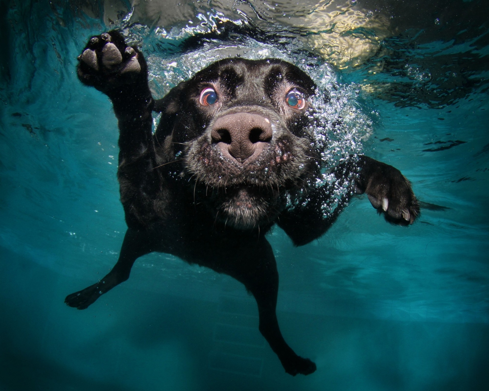 Скачати мобільні шпалери Собаки, Вода, Пес, Тварина, Лабрадор, Під Водою, Лабрадор Ретрівер безкоштовно.