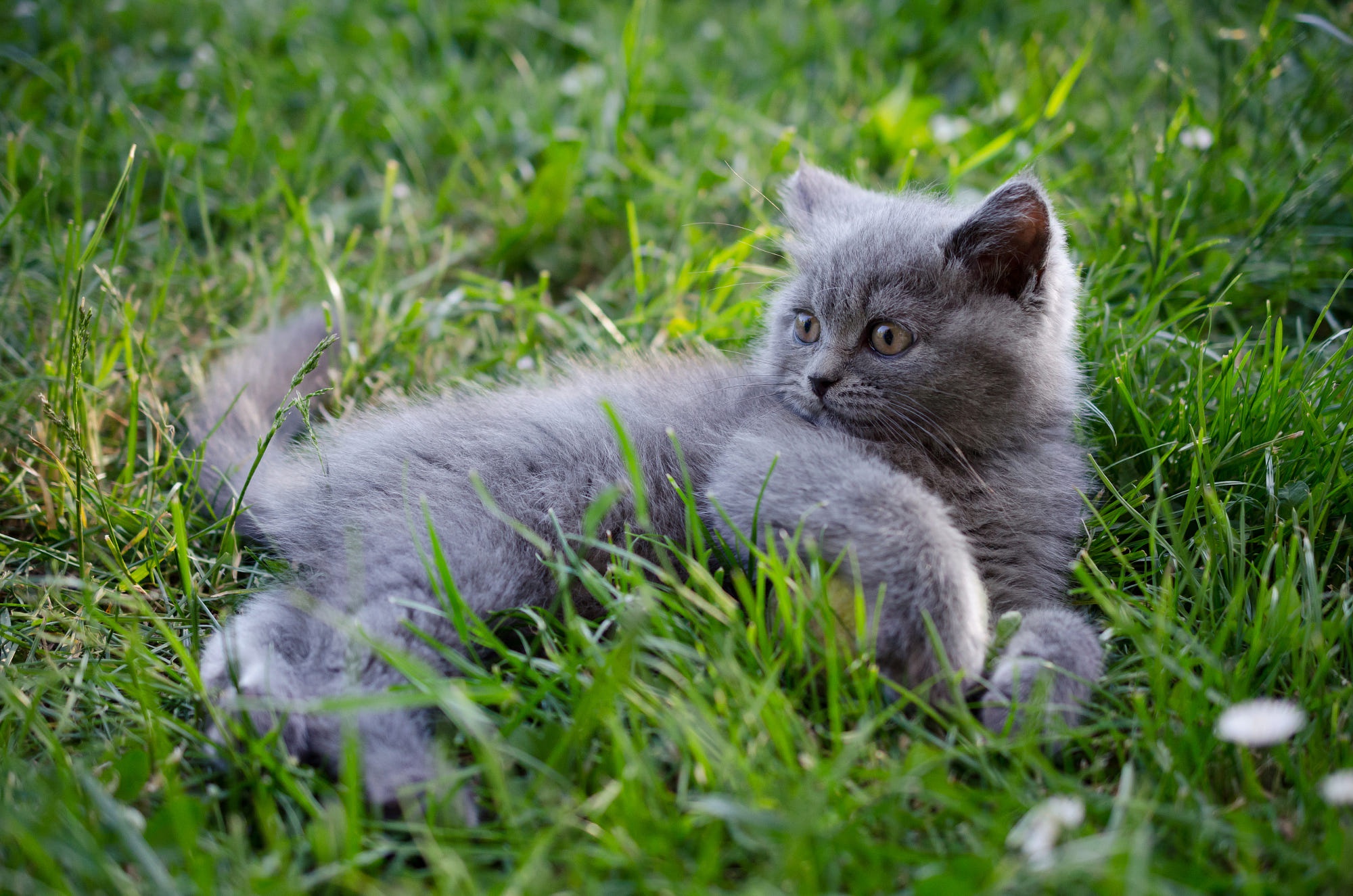 Laden Sie das Tiere, Katzen, Kätzchen, Britisch Kurzhaar, Gras-Bild kostenlos auf Ihren PC-Desktop herunter