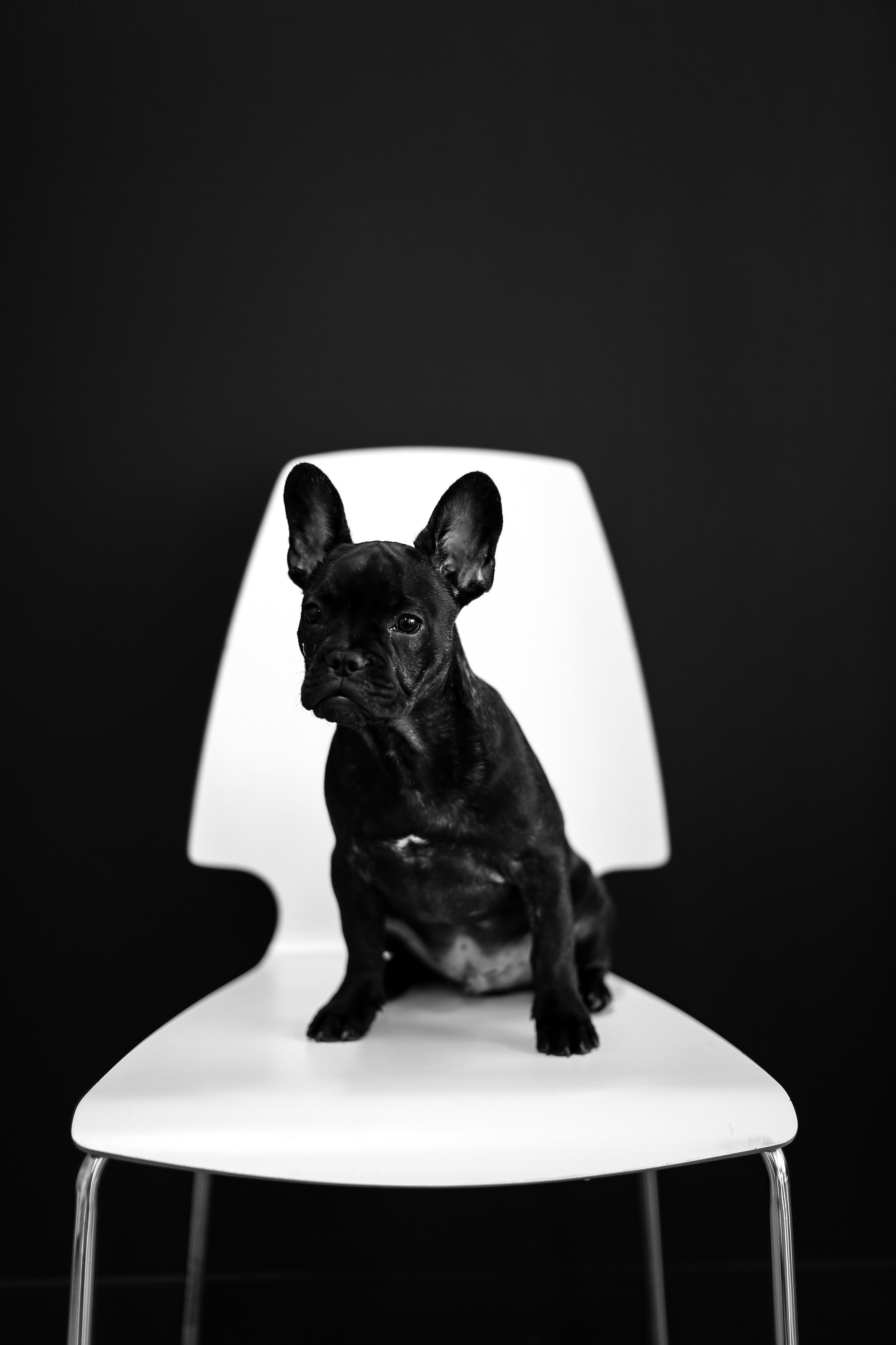 105207 Bild herunterladen tiere, schwarz, hund, das schwarze, haustier, hündchen, welpen, französische bulldogge - Hintergrundbilder und Bildschirmschoner kostenlos