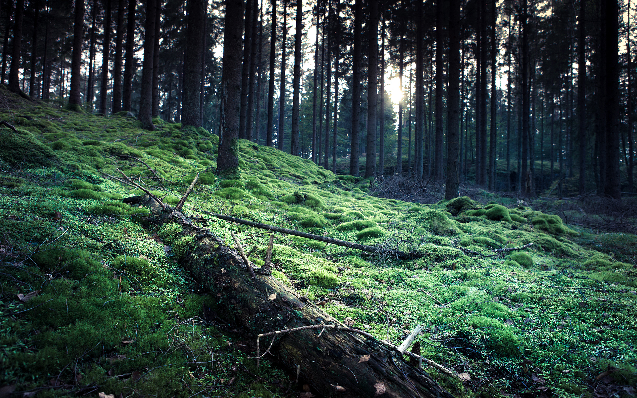 Téléchargez gratuitement l'image Forêt, Terre/nature sur le bureau de votre PC