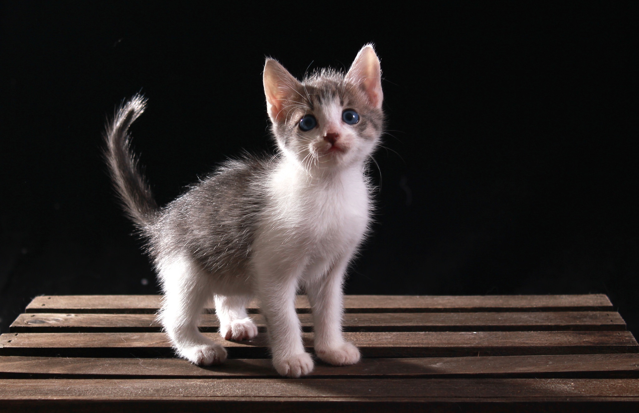 Téléchargez gratuitement l'image Animaux, Chats, Chat, Chaton, Bébé Animal sur le bureau de votre PC