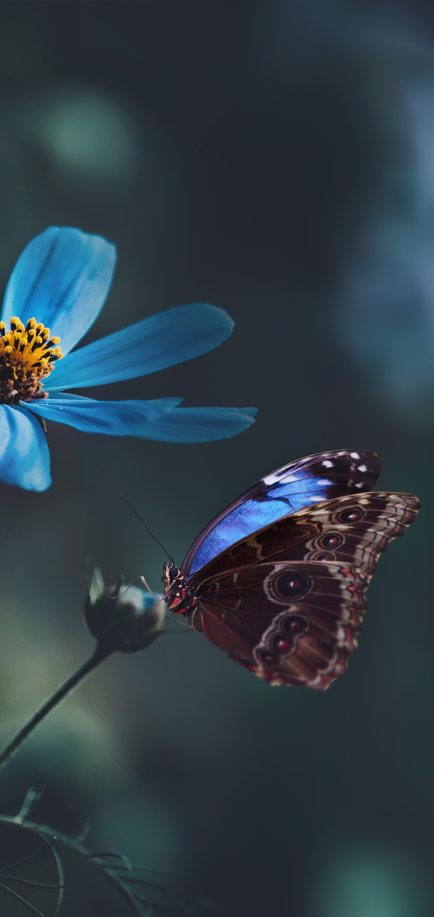 Descarga gratuita de fondo de pantalla para móvil de Animales, Macro, Mariposa, Macrofotografía, Flor Azul.