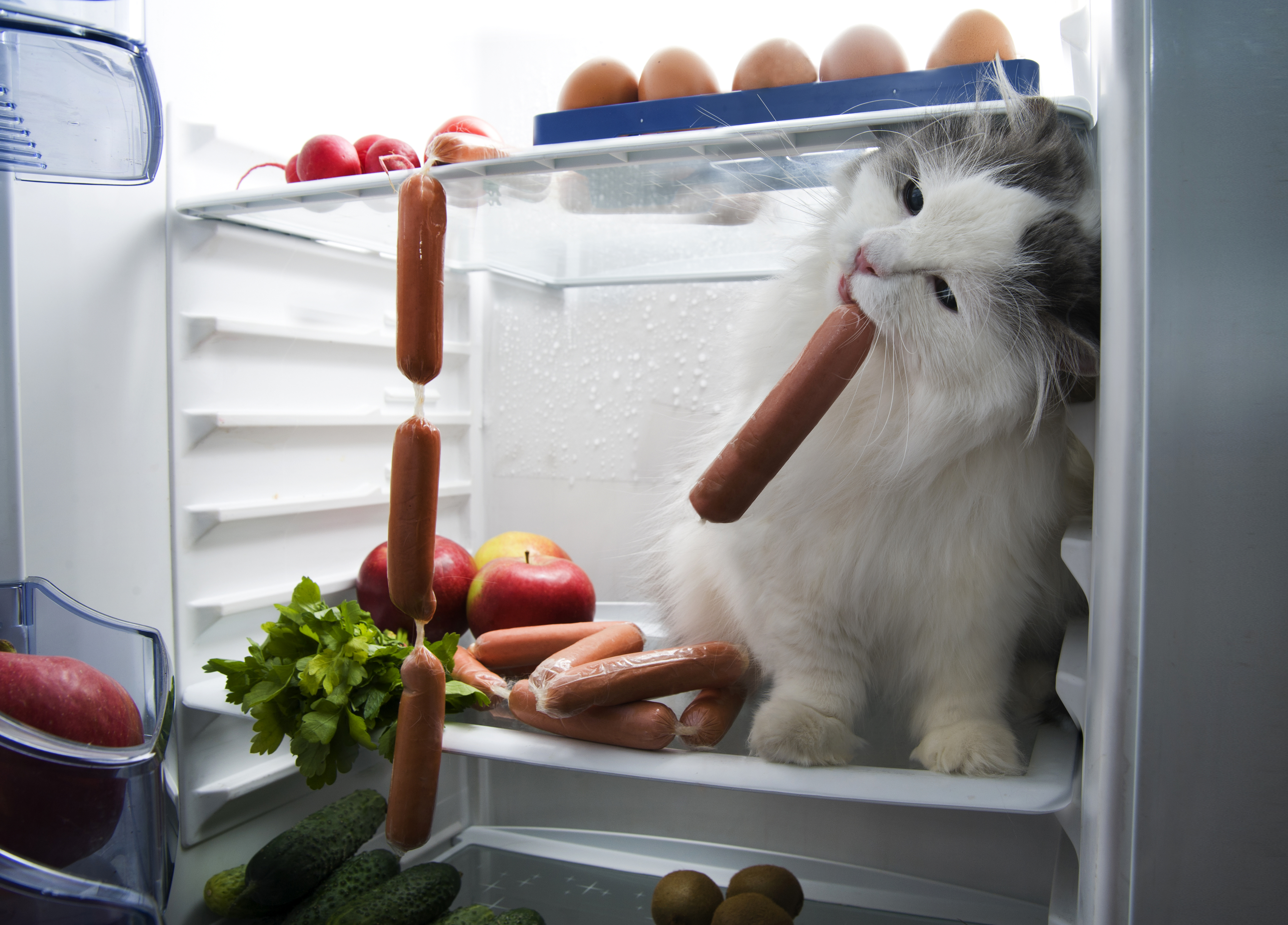 animal, cat, fridge, humor, sausage, cats