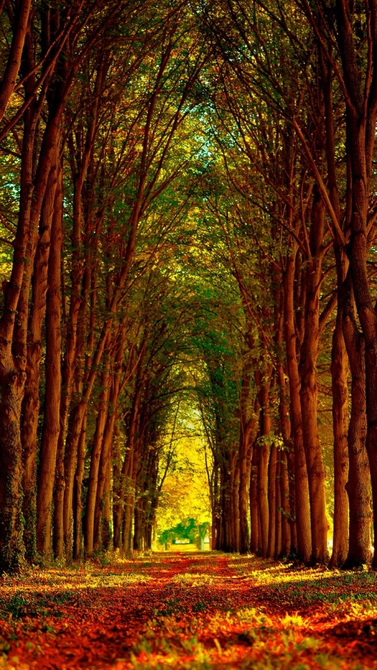 Download mobile wallpaper Nature, Tree, Fall, Earth, Path, Sunny, Tree Lined for free.