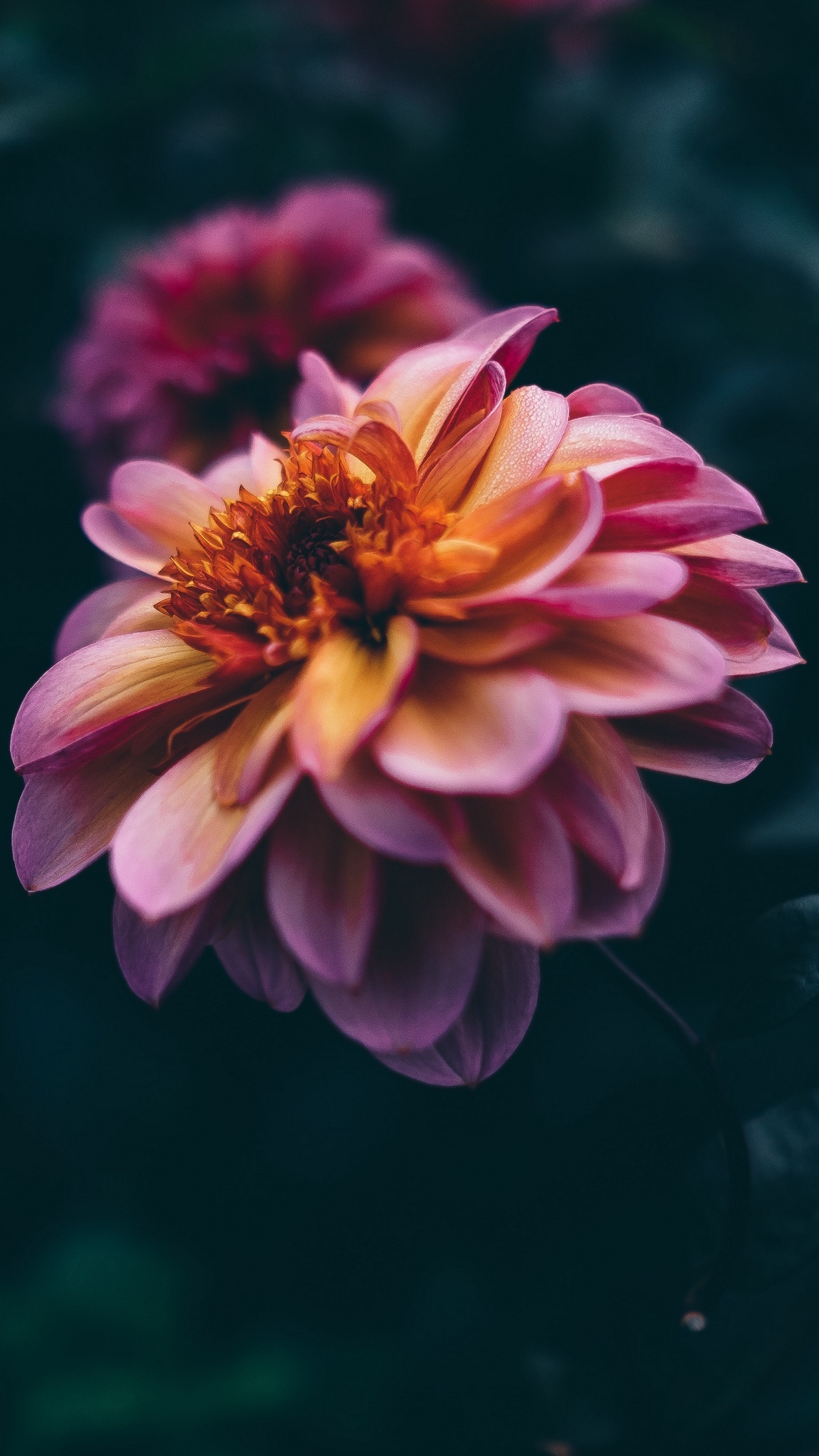 Download mobile wallpaper Flowers, Flower, Blur, Earth, Petal for free.