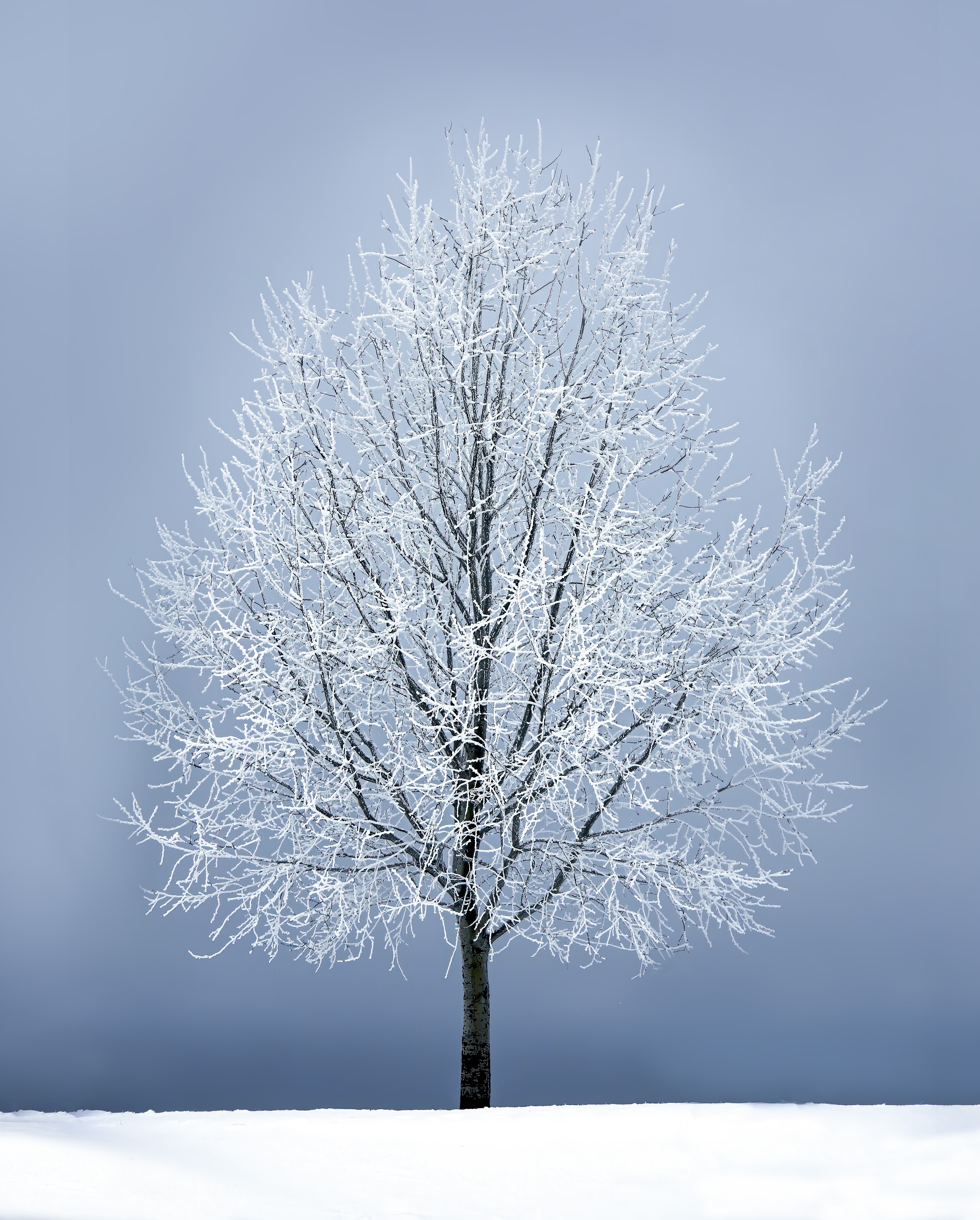 Скачать обои бесплатно Снег, Снежный, Ветви, Природа, Дерево картинка на рабочий стол ПК