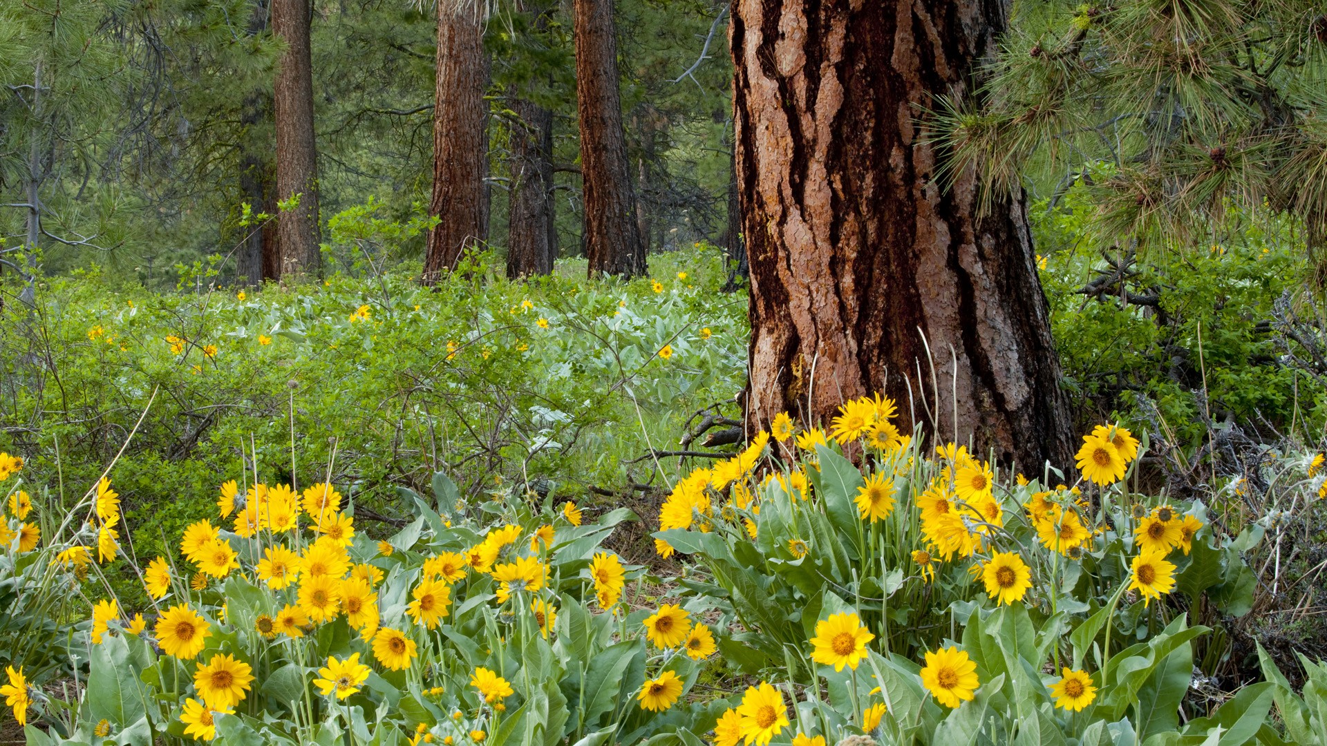 Téléchargez gratuitement l'image Forêt, Terre/nature sur le bureau de votre PC