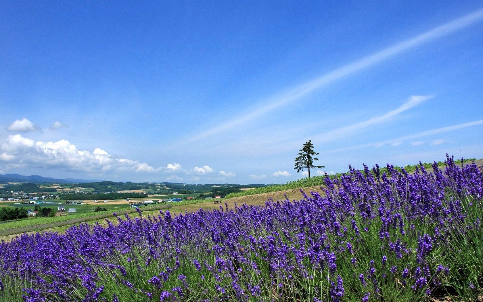 lavender, nature, sky, horizon, wood, tree, field, slope HD wallpaper