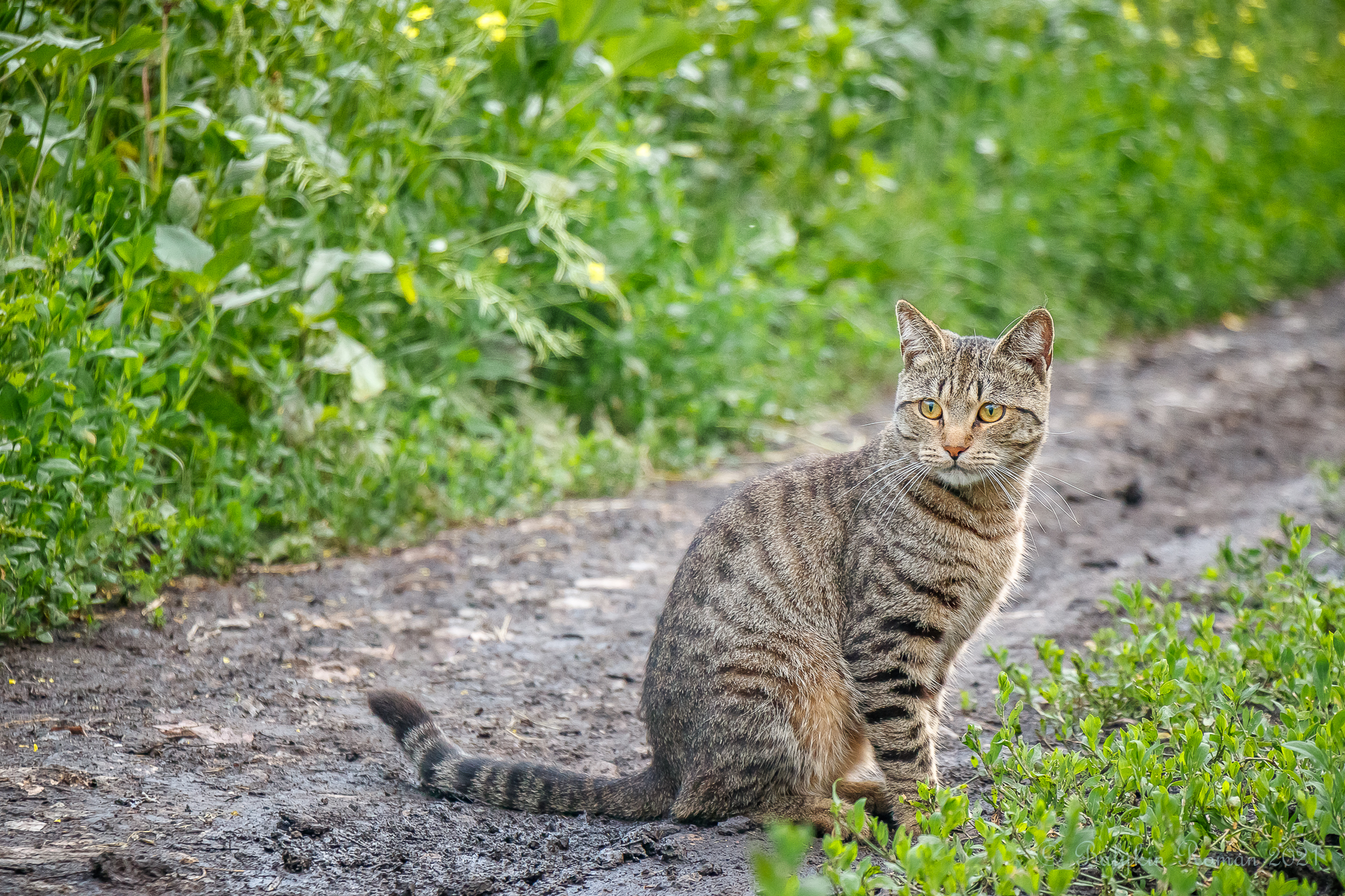 Descarga gratuita de fondo de pantalla para móvil de Animales, Gatos, Gato.