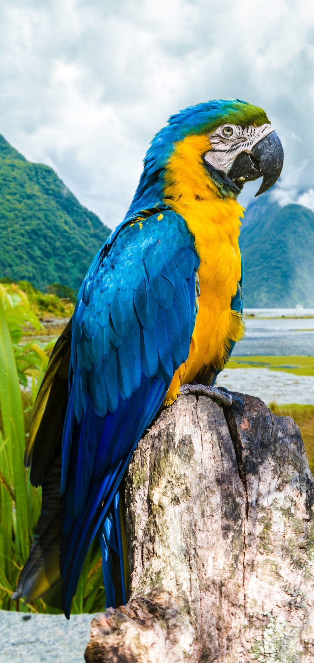 Download mobile wallpaper Birds, Fog, Animal, Macaw, Parrot, Blue And Yellow Macaw for free.