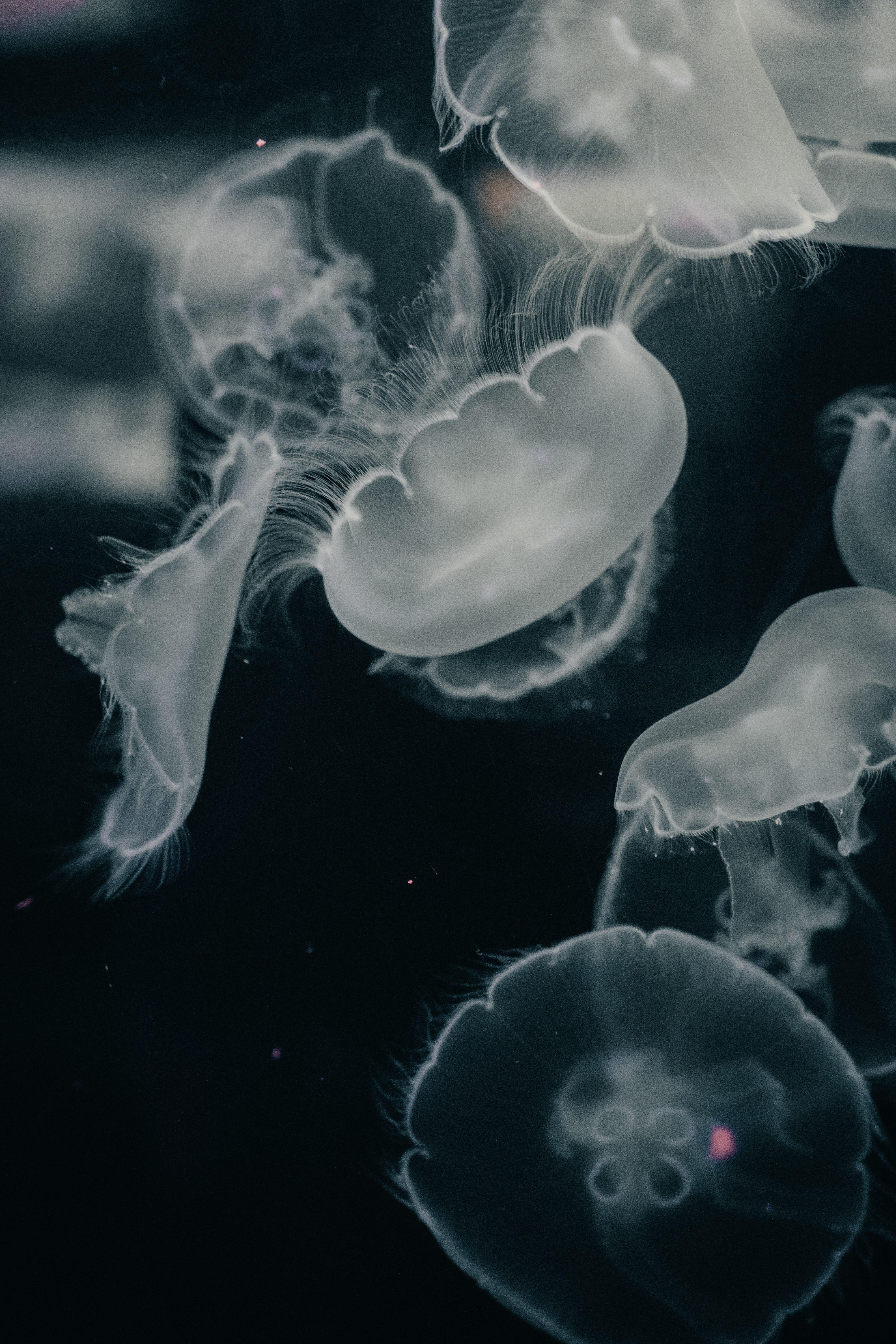 102525 завантажити картинку тварини, вода, медузи, сірий, істоти, істот, під водою, підводний - шпалери і заставки безкоштовно