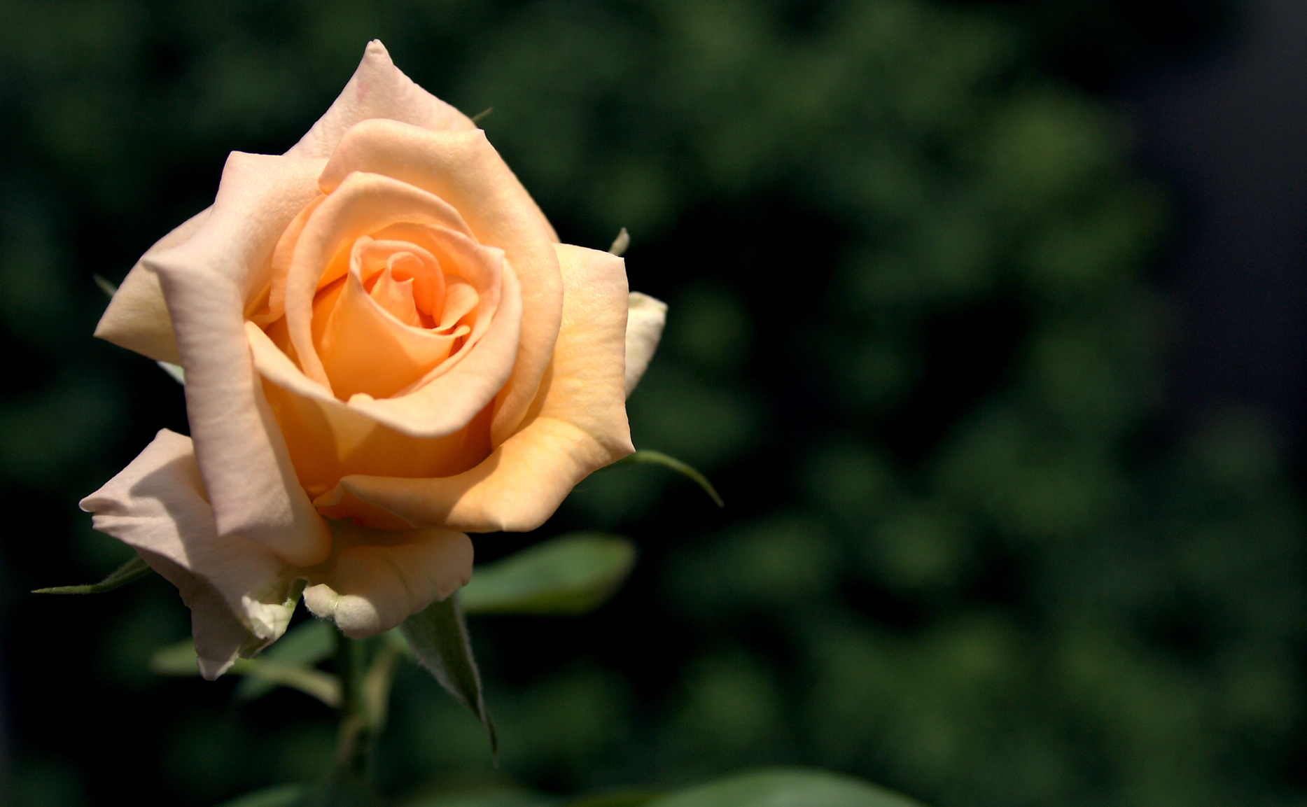 Téléchargez gratuitement l'image Fleurs, Rose, Terre/nature sur le bureau de votre PC