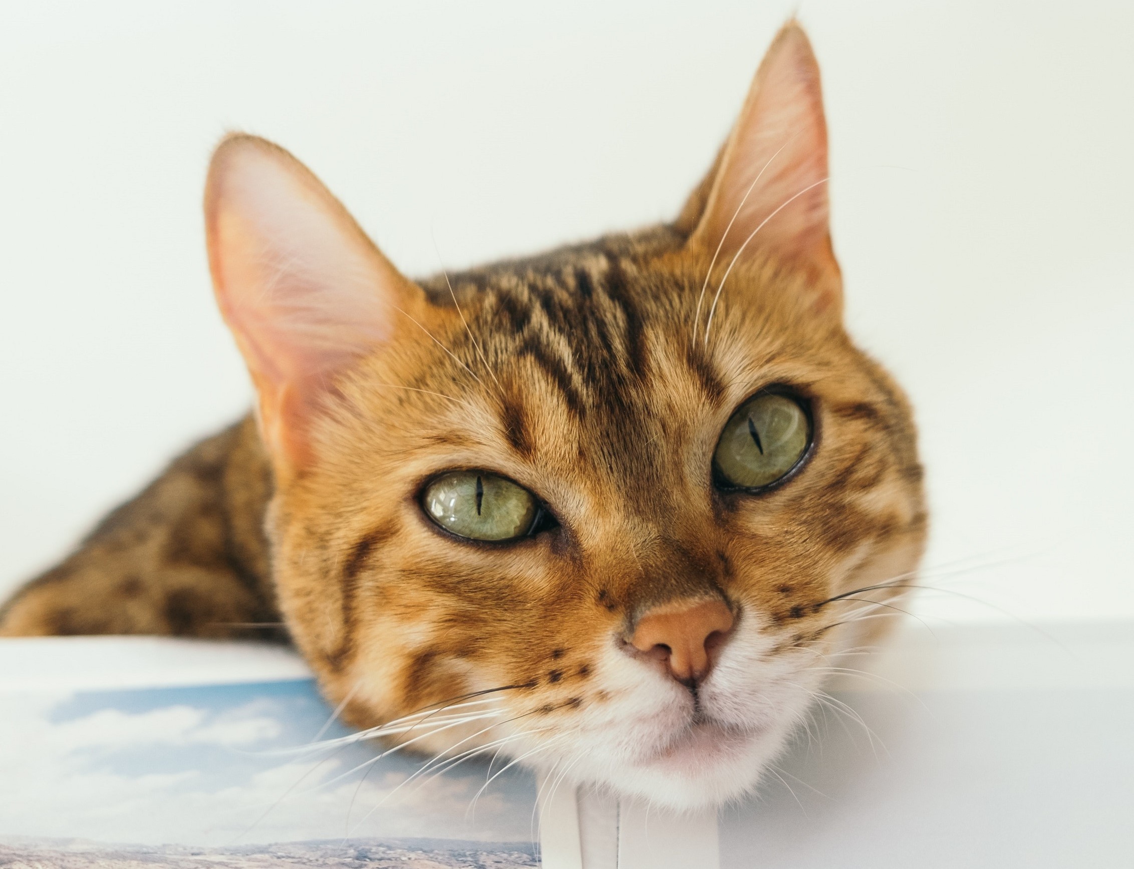 Descarga gratis la imagen Animales, Gatos, Gato, Lindo, Cara en el escritorio de tu PC