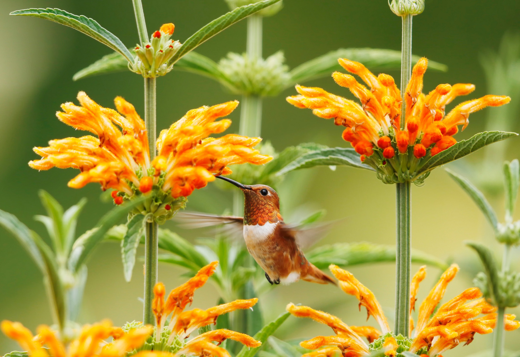 Laden Sie das Tiere, Vögel, Blume, Vogel, Nahansicht, Kolibri, Orangene Blume-Bild kostenlos auf Ihren PC-Desktop herunter