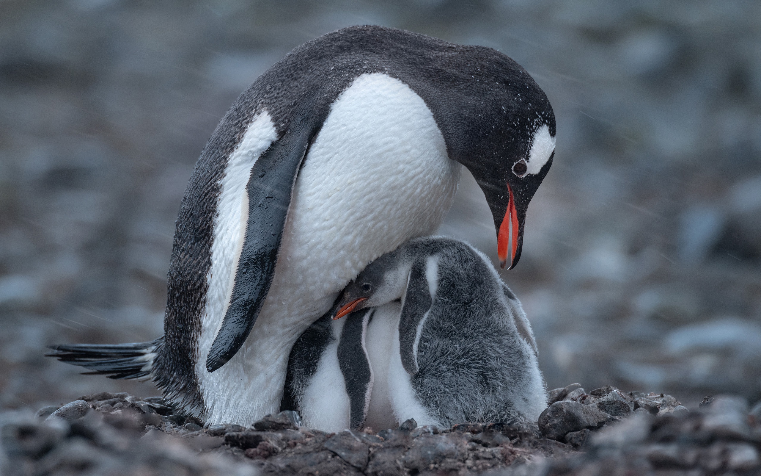 Free download wallpaper Birds, Animal, Penguin, Baby Animal on your PC desktop