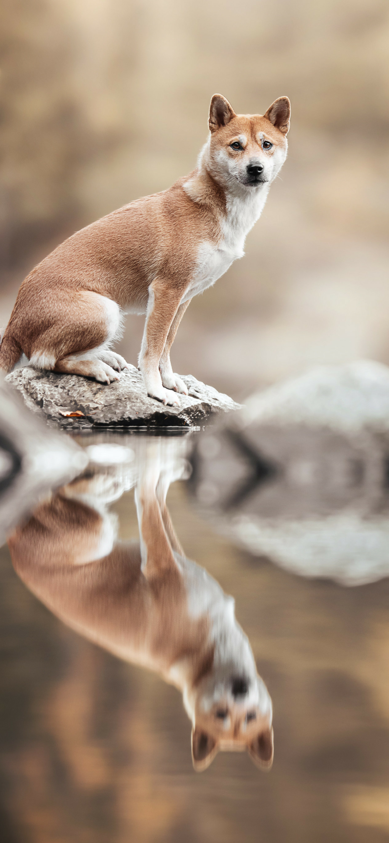 Baixar papel de parede para celular de Animais, Cães, Reflexão, Shiba Inu, Reflecção gratuito.