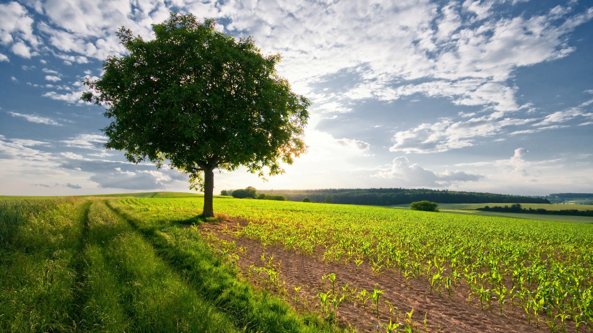 Free download wallpaper Landscape, Trees on your PC desktop