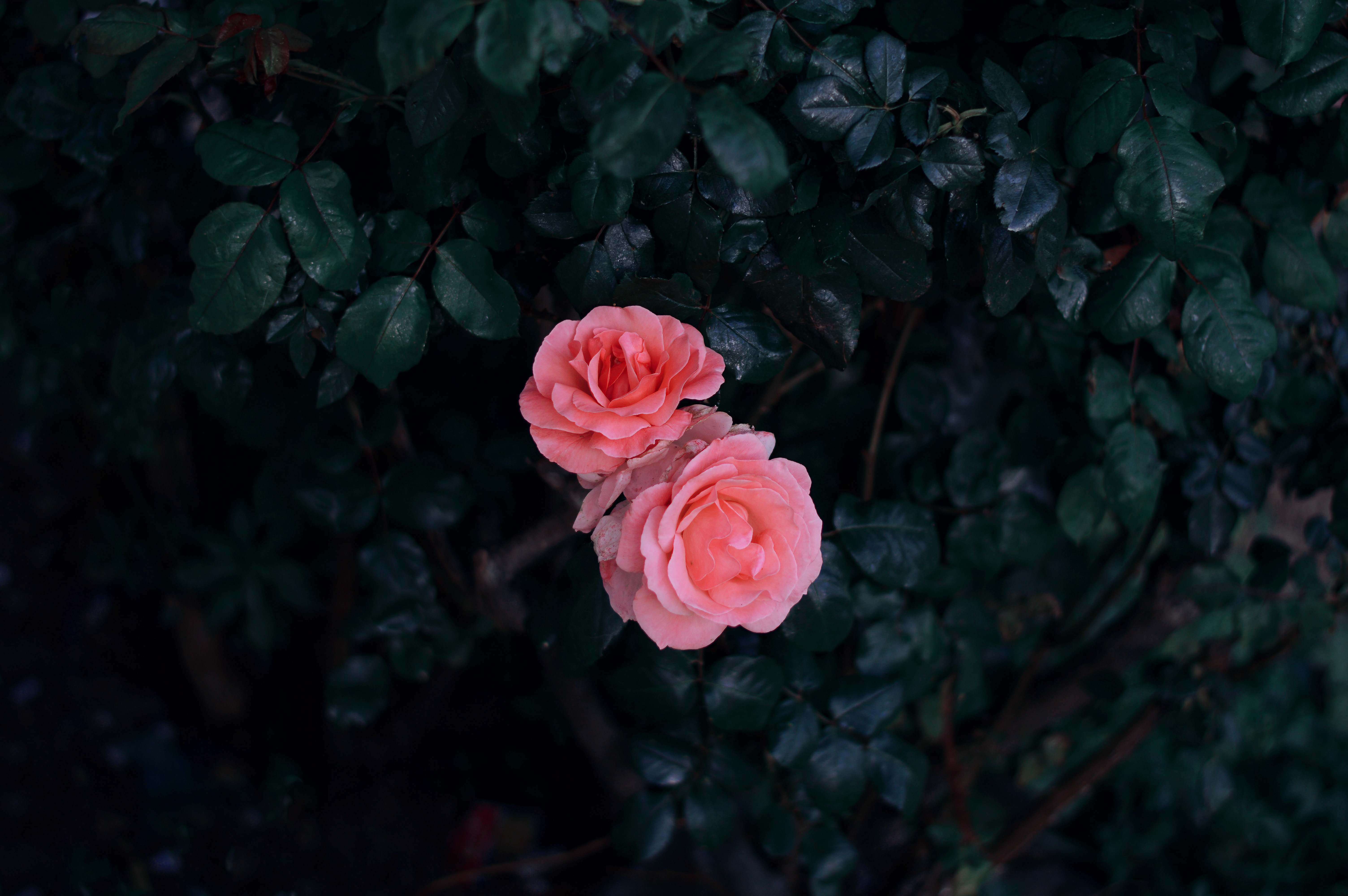 flowers, rose flower, rose, buds, leaves, pink, bush HD wallpaper