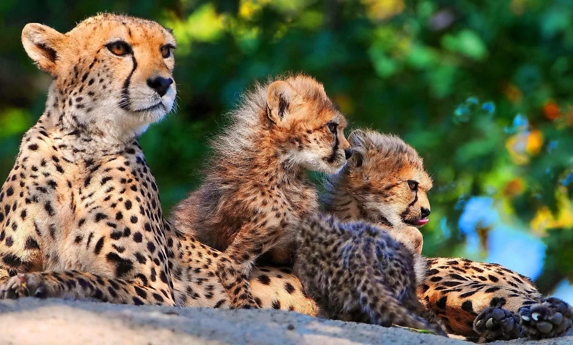cheetah, animals, predators, sit, young, spotted, cubs, big cats