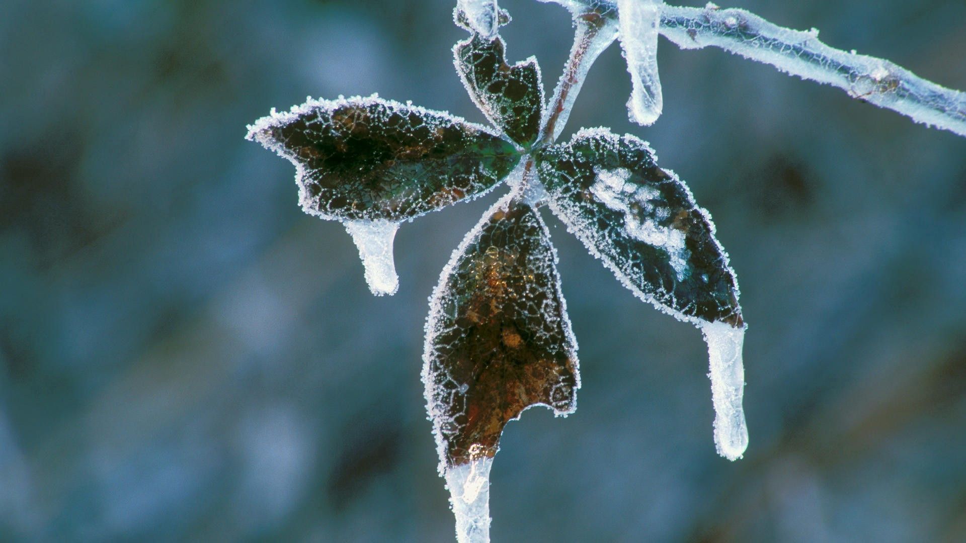 Cool Wallpapers plant, macro, light, light coloured, frost, hoarfrost