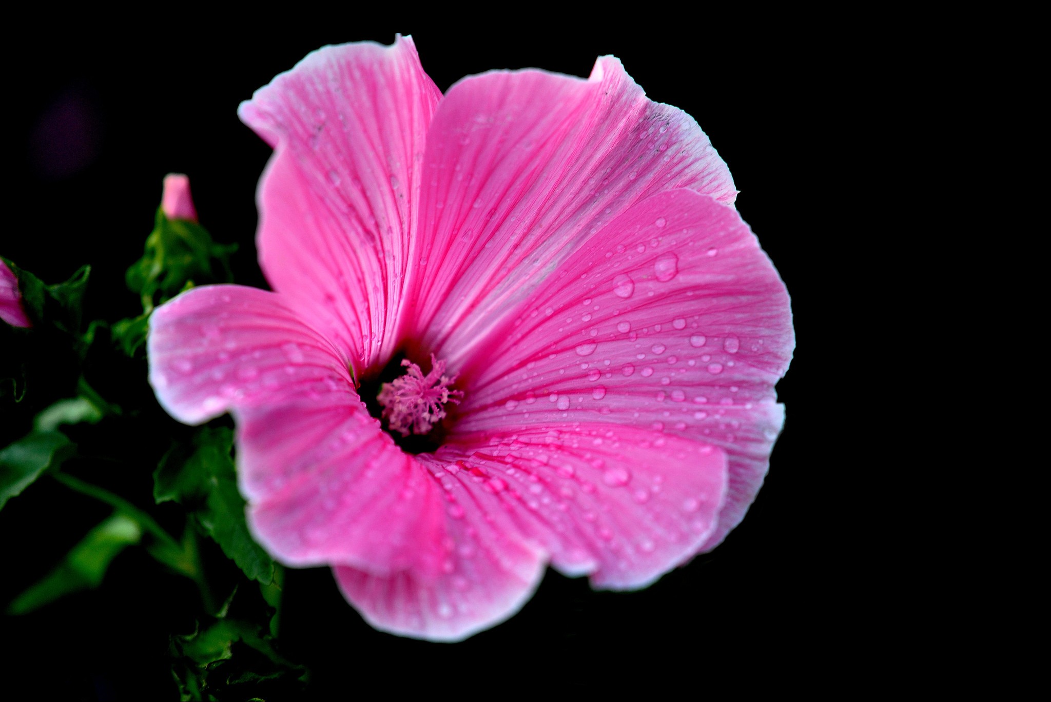 Téléchargez gratuitement l'image Fleurs, Fleur, Fermer, Hibiscus, Terre/nature, Goutte D'eau, Fleur Rose sur le bureau de votre PC