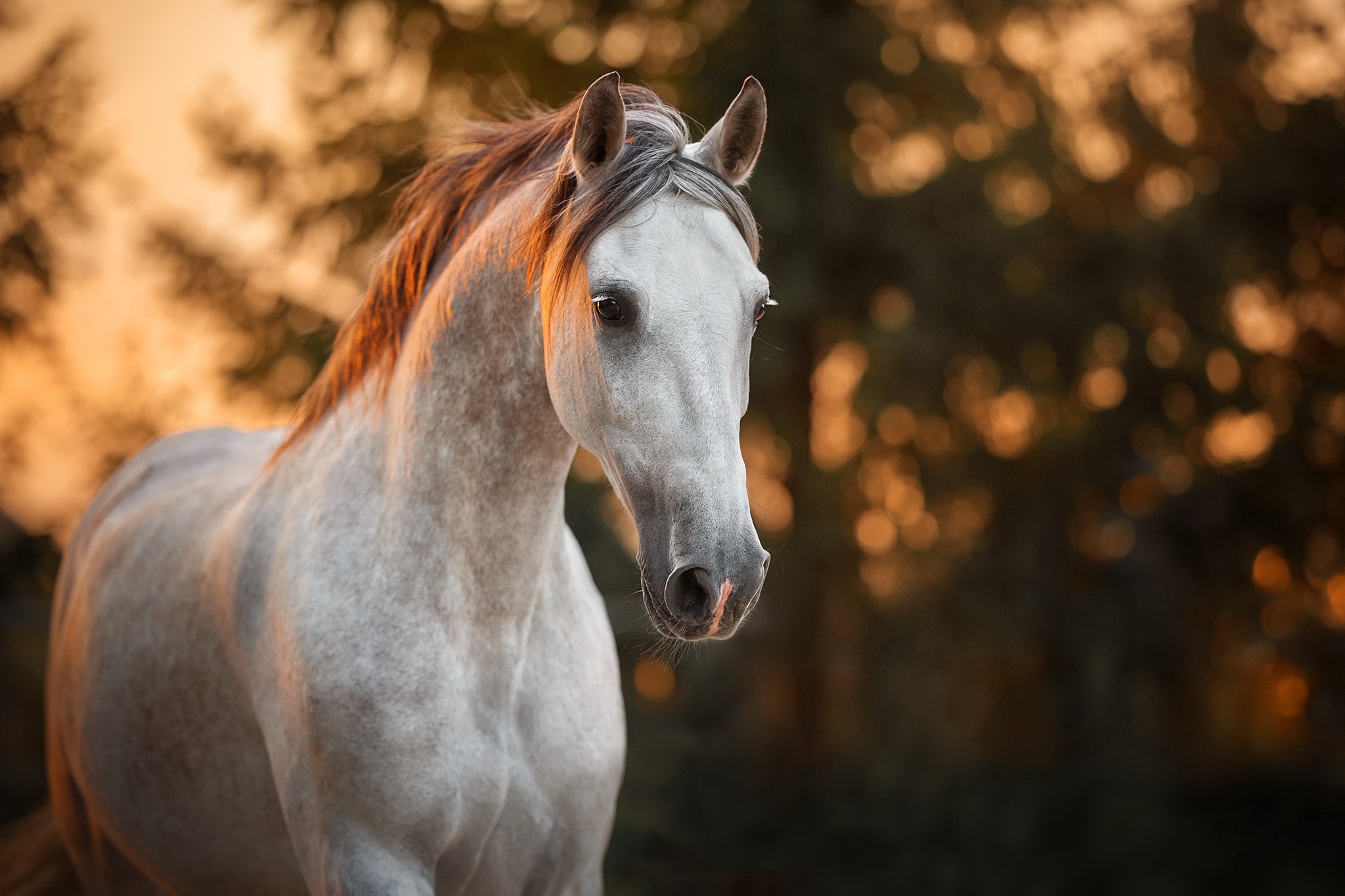 無料モバイル壁紙動物, 馬, ボケをダウンロードします。