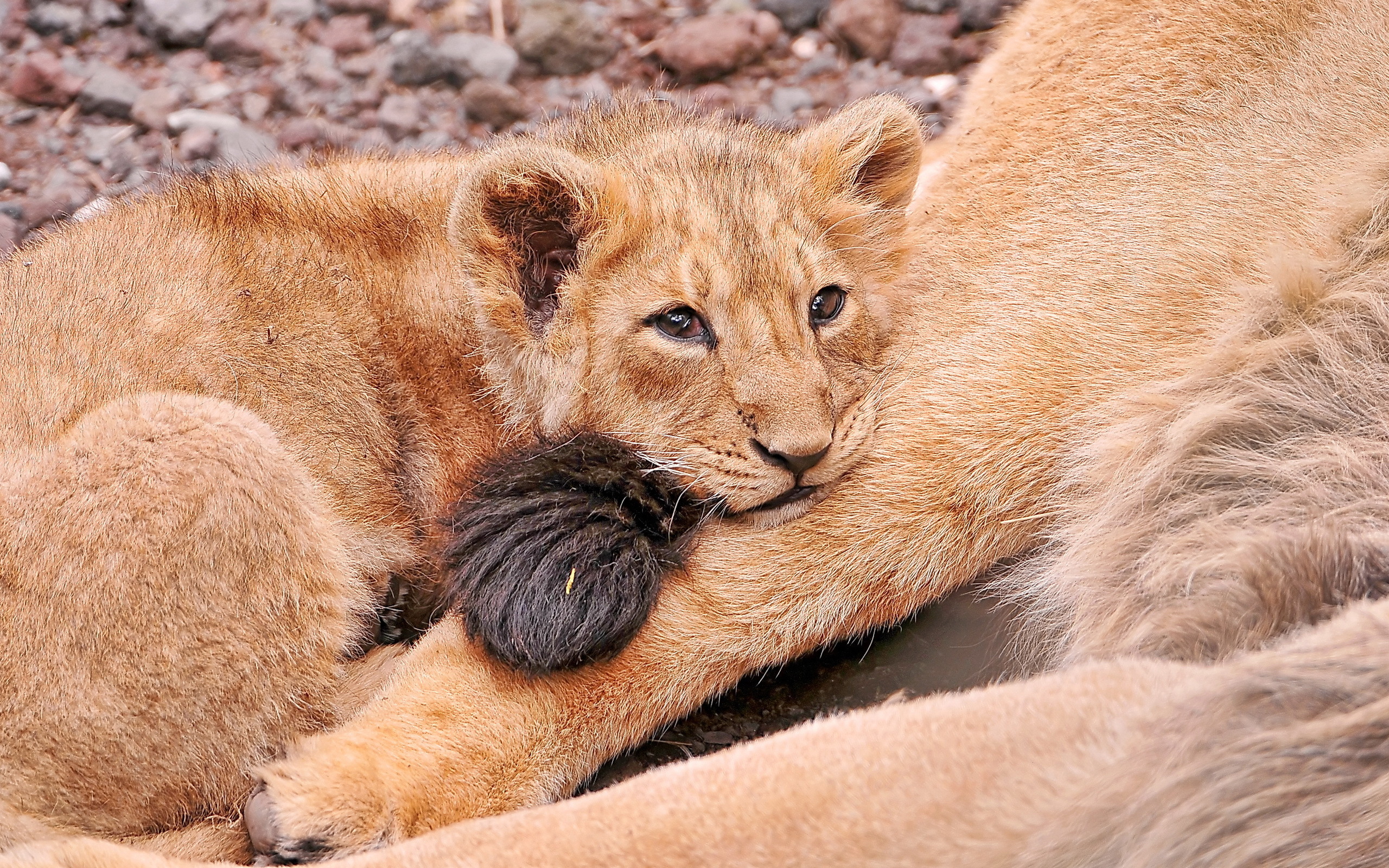 Téléchargez gratuitement l'image Animaux, Chats, Lion sur le bureau de votre PC