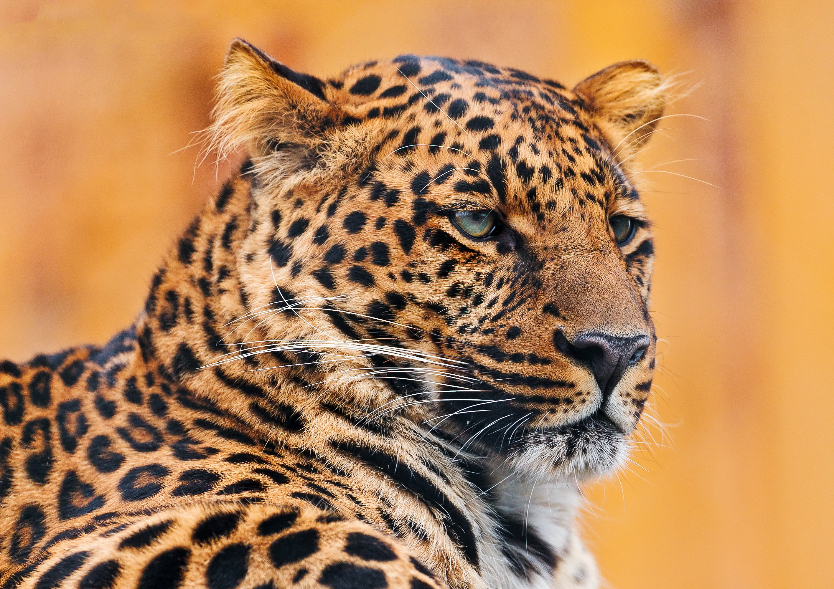 Descarga gratuita de fondo de pantalla para móvil de Leopardo, Gatos, Animales.