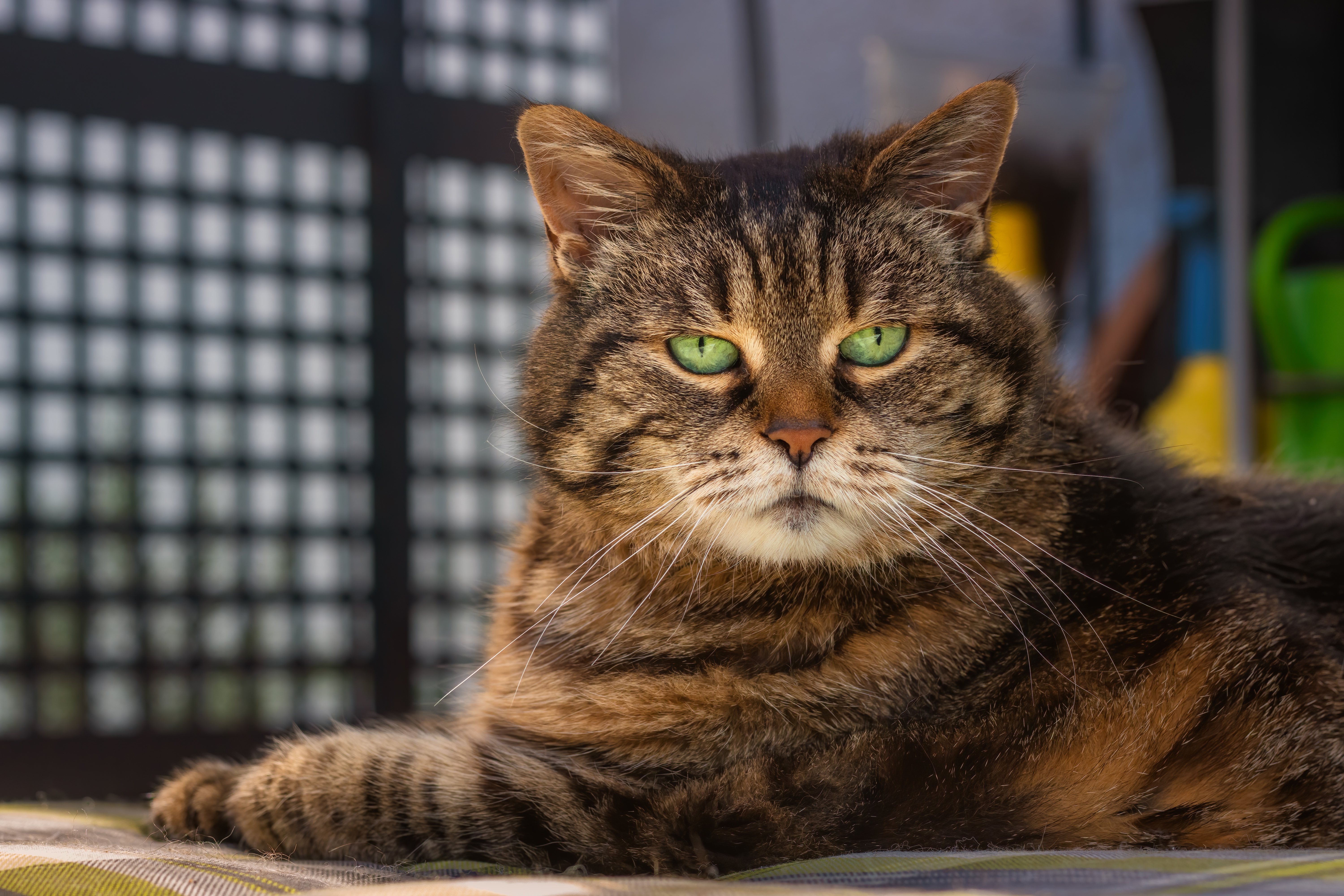 無料モバイル壁紙動物, ネコ, 猫をダウンロードします。