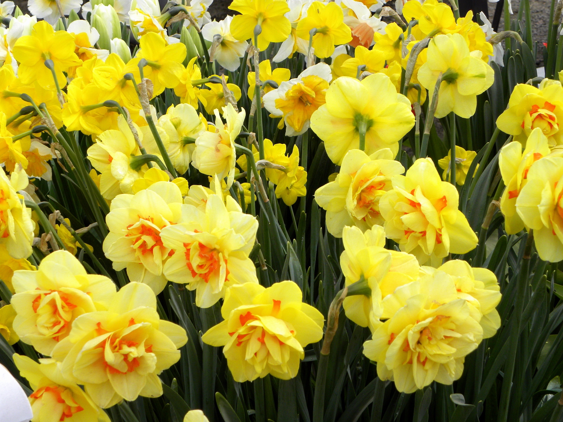 Descarga gratuita de fondo de pantalla para móvil de Flores, Verduras, Narcisos, Parterre, Cama De Flores, Primavera.