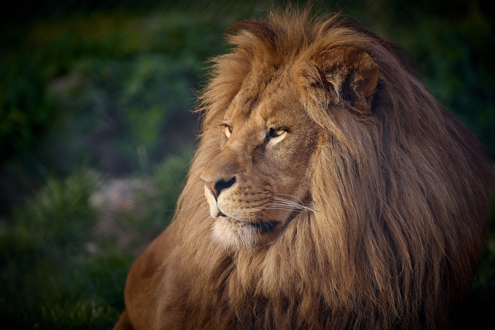 Téléchargez des papiers peints mobile Animaux, Chats, Lion gratuitement.