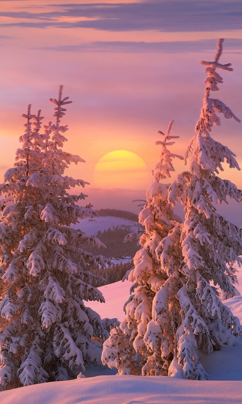 Download mobile wallpaper Winter, Nature, Sunset, Sun, Snow, Tree, Earth for free.