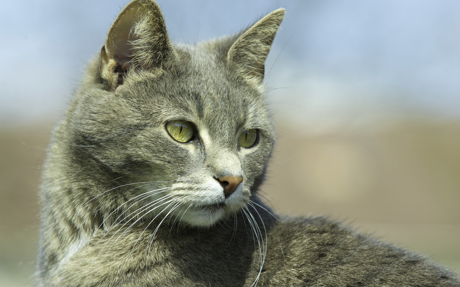 Laden Sie das Tiere, Katzen, Katze-Bild kostenlos auf Ihren PC-Desktop herunter