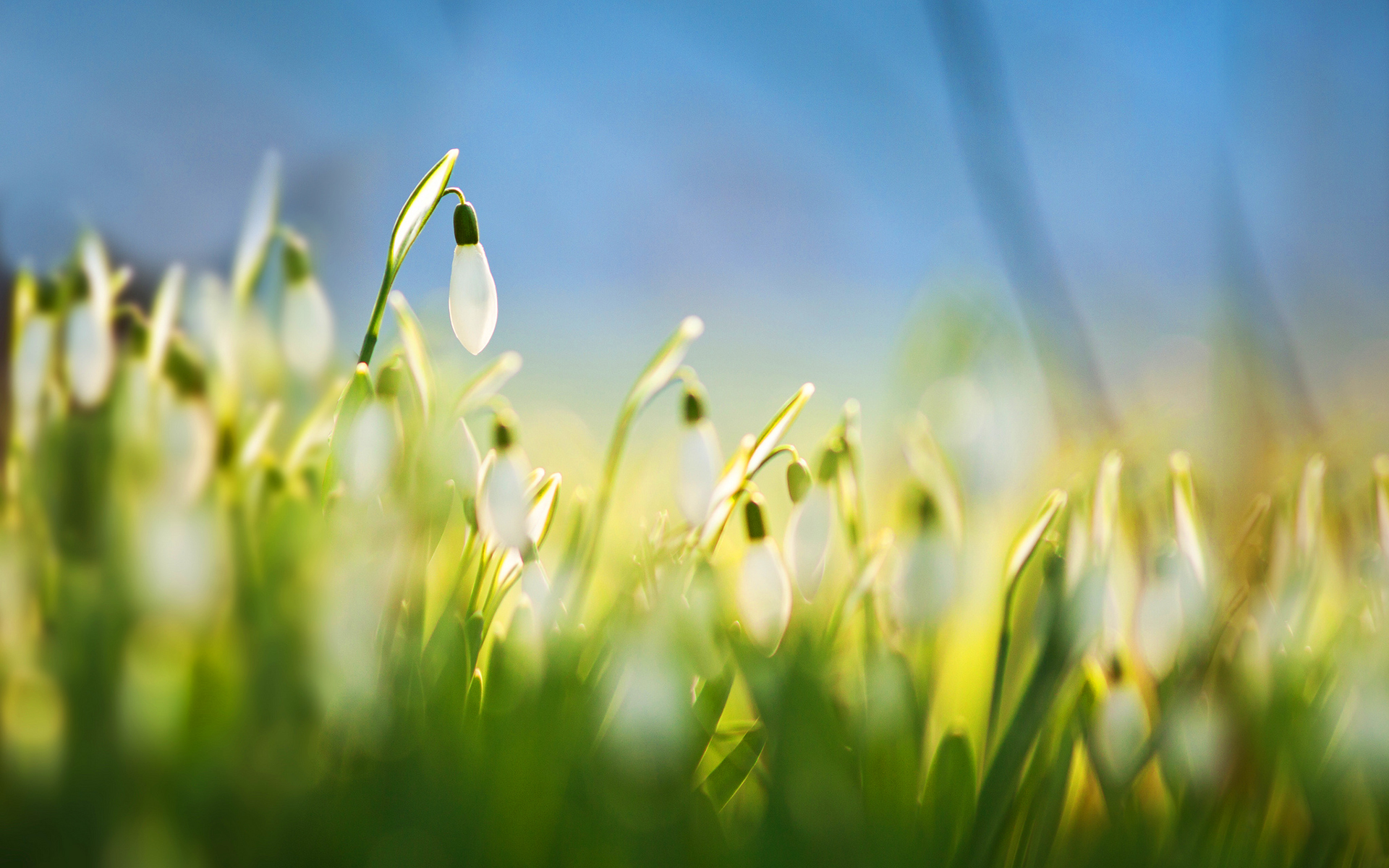 Download mobile wallpaper Nature, Flowers, Flower, Macro, Blur, Close Up, Earth, Spring, Sunny, Snowdrop, White Flower for free.