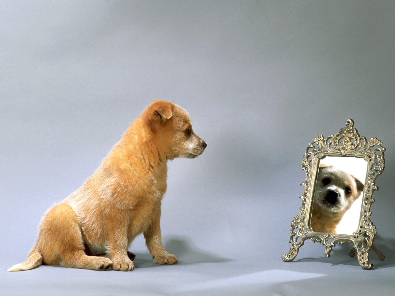 Download mobile wallpaper Mirror, Puppy, Dogs, Dog, Animal for free.