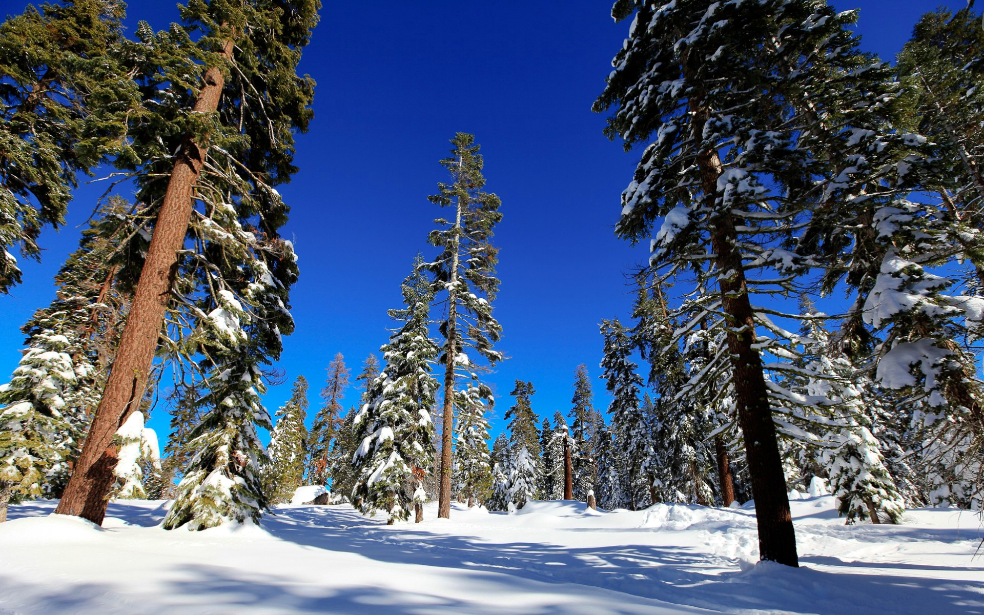 無料モバイル壁紙冬, 自然, 木, 雪, 森, 地球をダウンロードします。