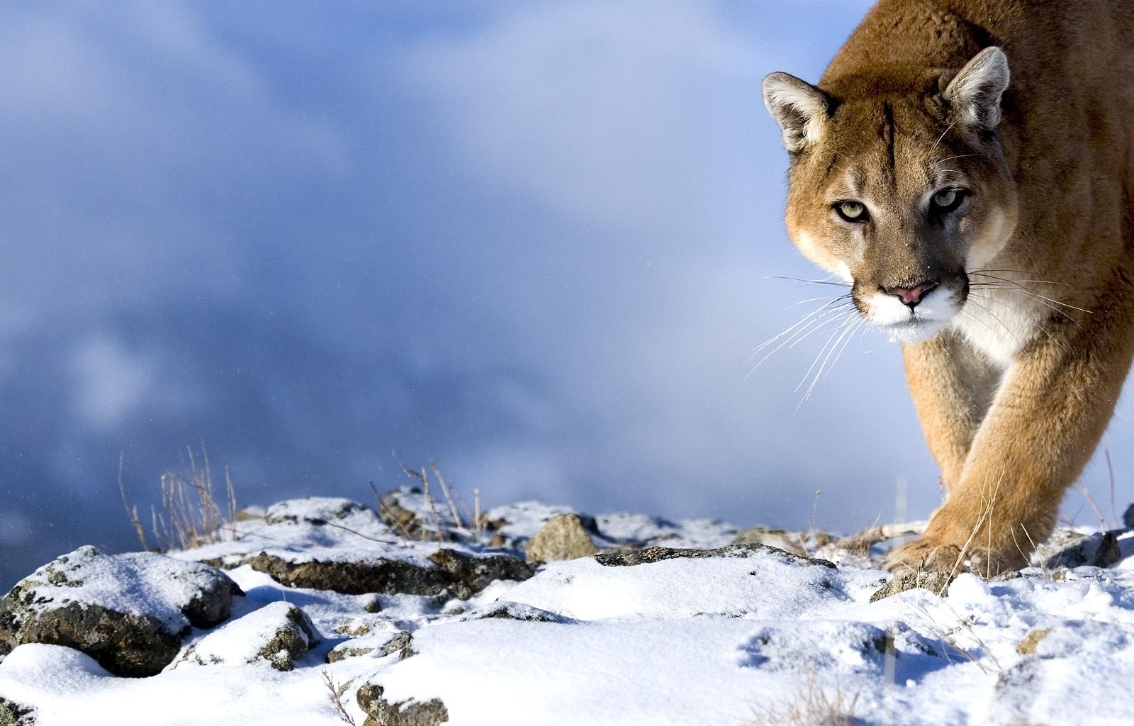 Download mobile wallpaper Winter, Animals, Puma for free.