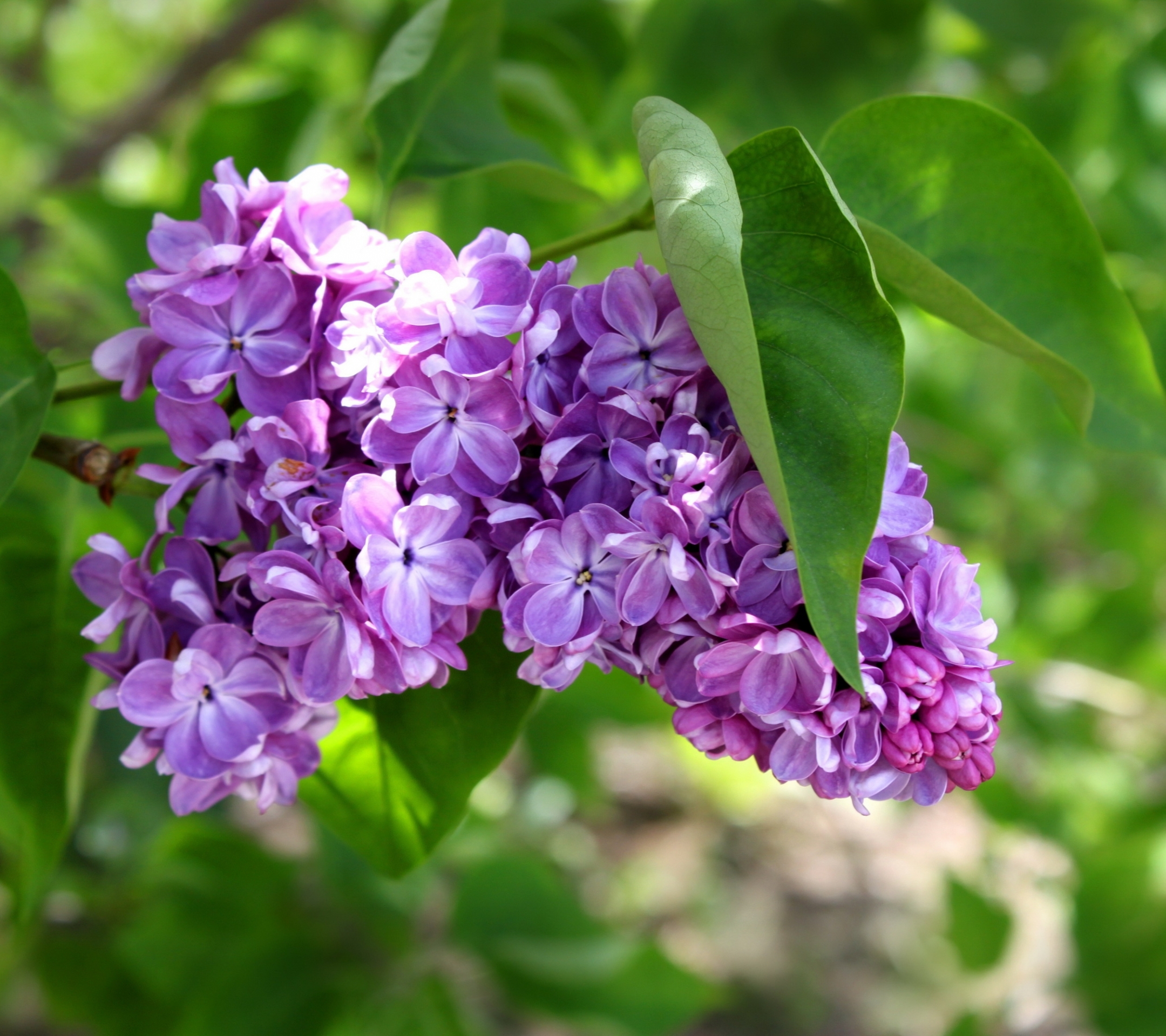 Laden Sie das Blumen, Blume, Erde/natur, Flieder-Bild kostenlos auf Ihren PC-Desktop herunter