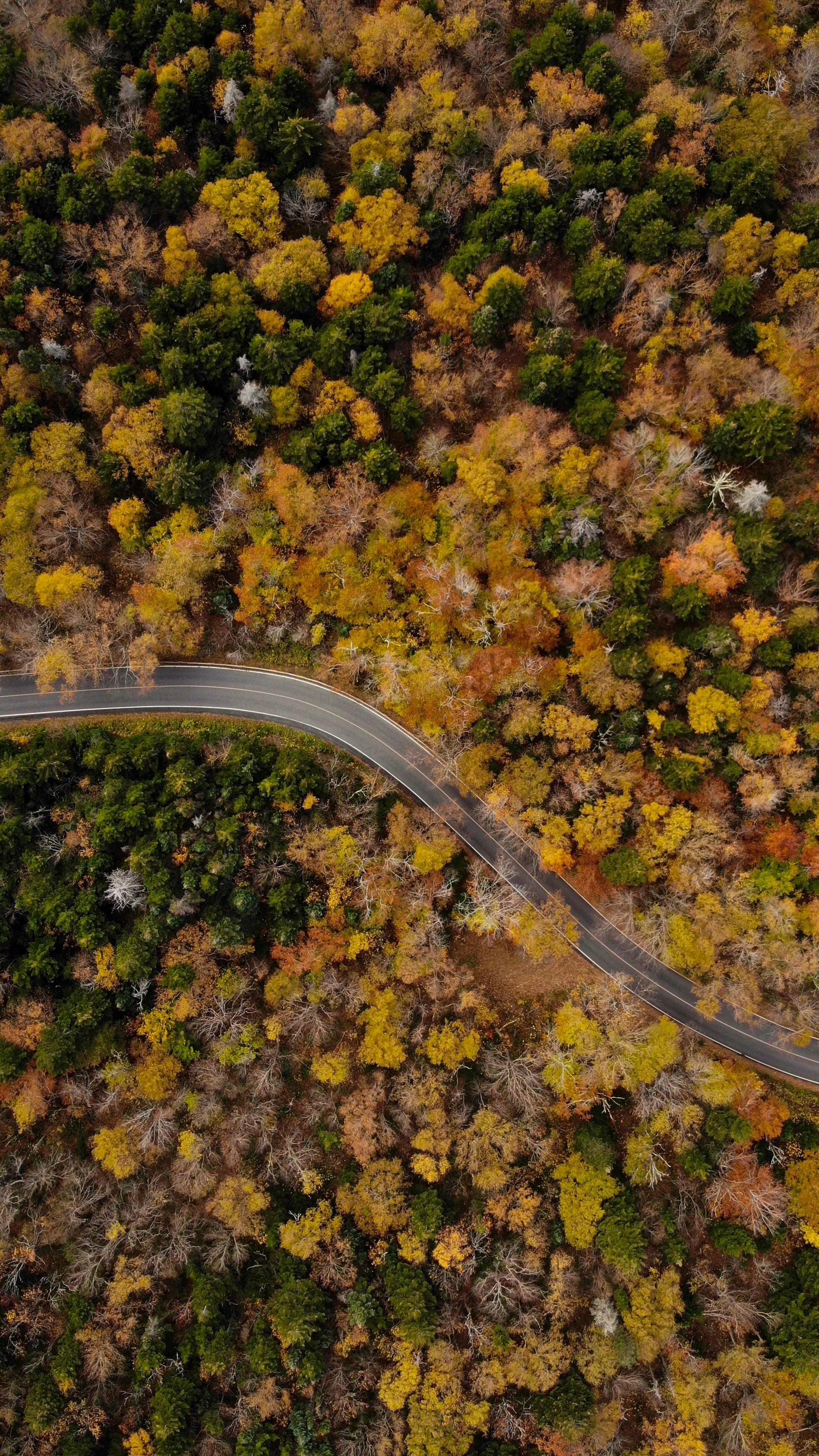 nature, trees, view from above, top, road, tops, winding, sinuous