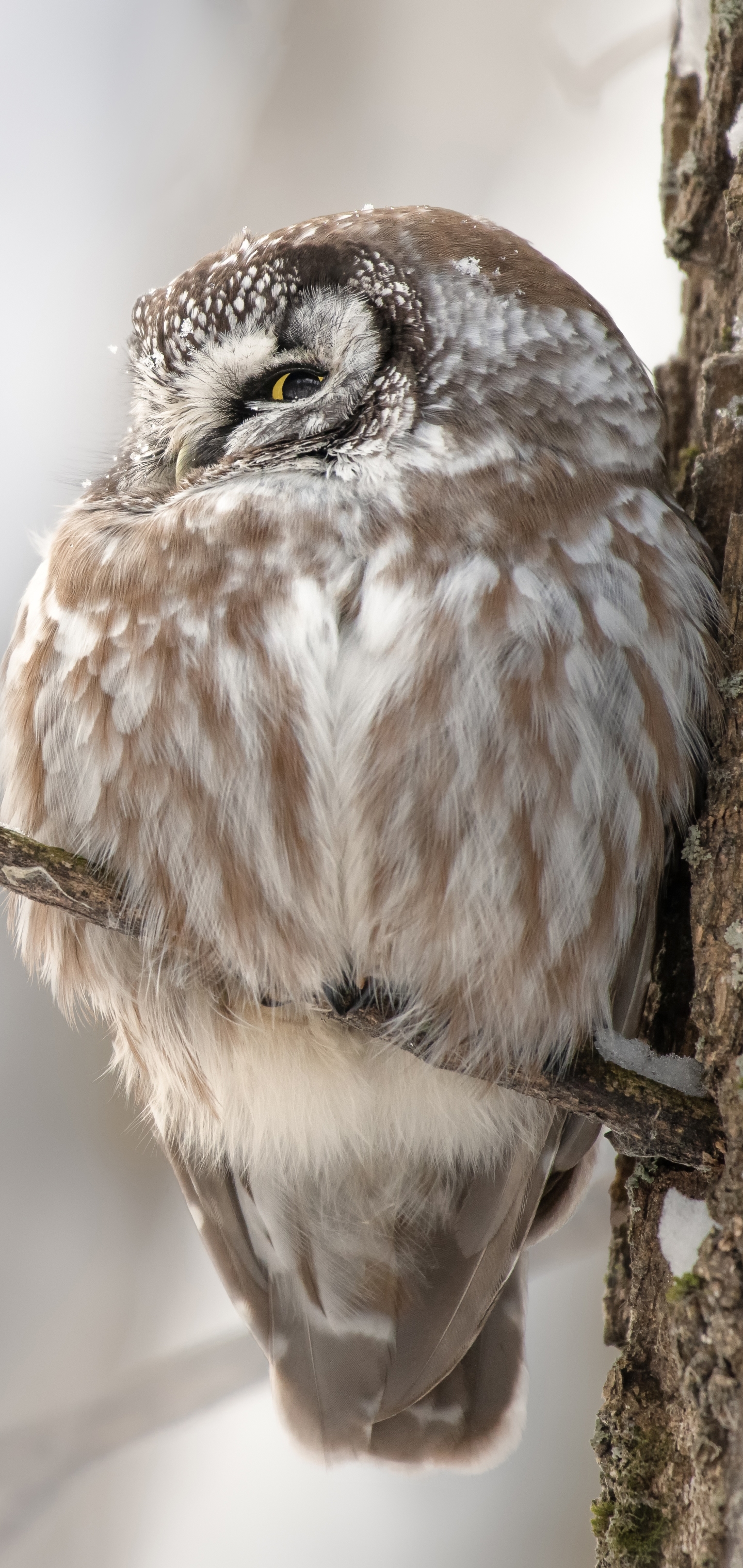 無料モバイル壁紙動物, 鳥, フクロウをダウンロードします。