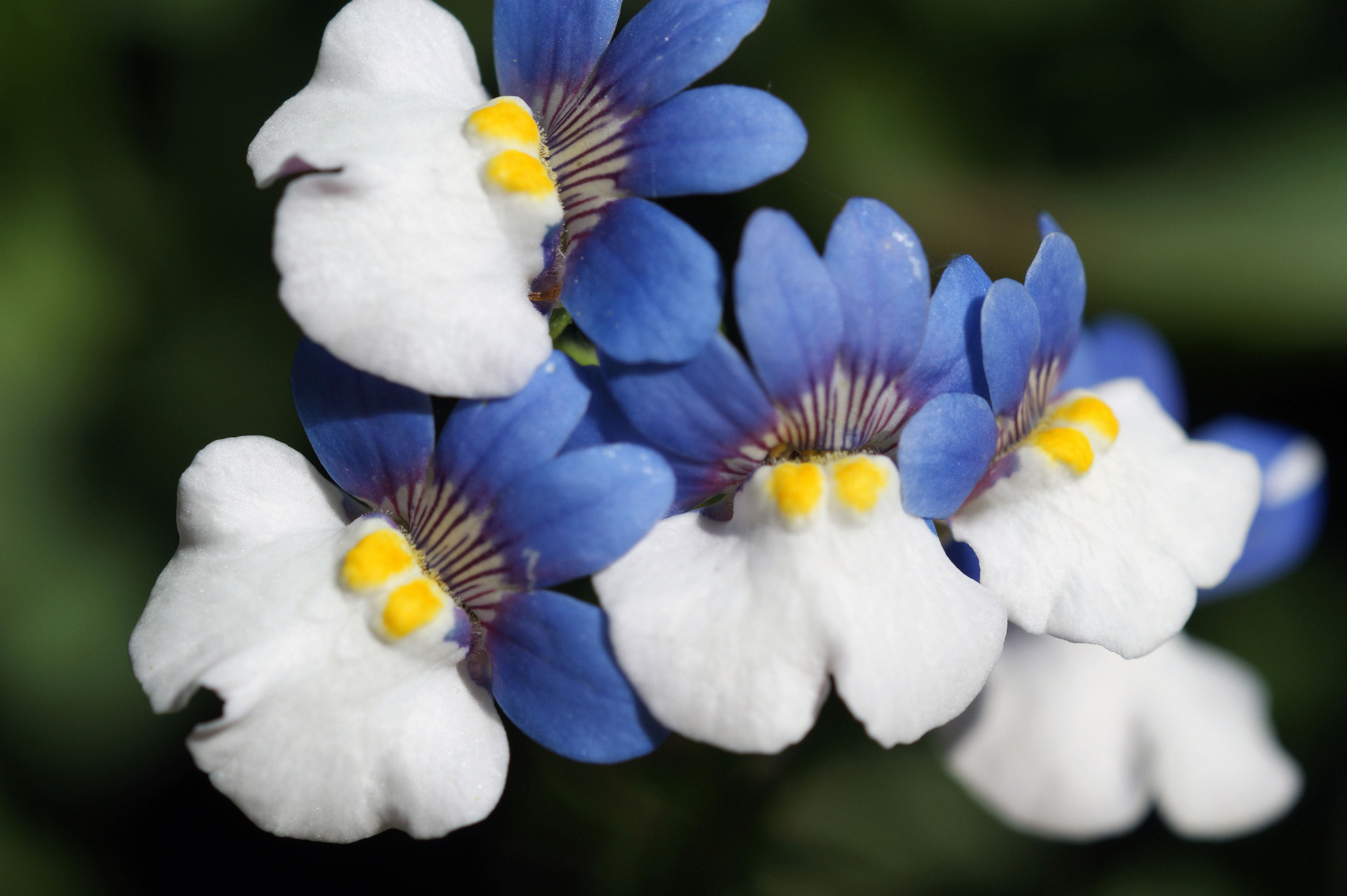 Descarga gratis la imagen Naturaleza, Flores, Flor, Flor Blanca, Tierra/naturaleza, Macrofotografía, Flor Azul en el escritorio de tu PC