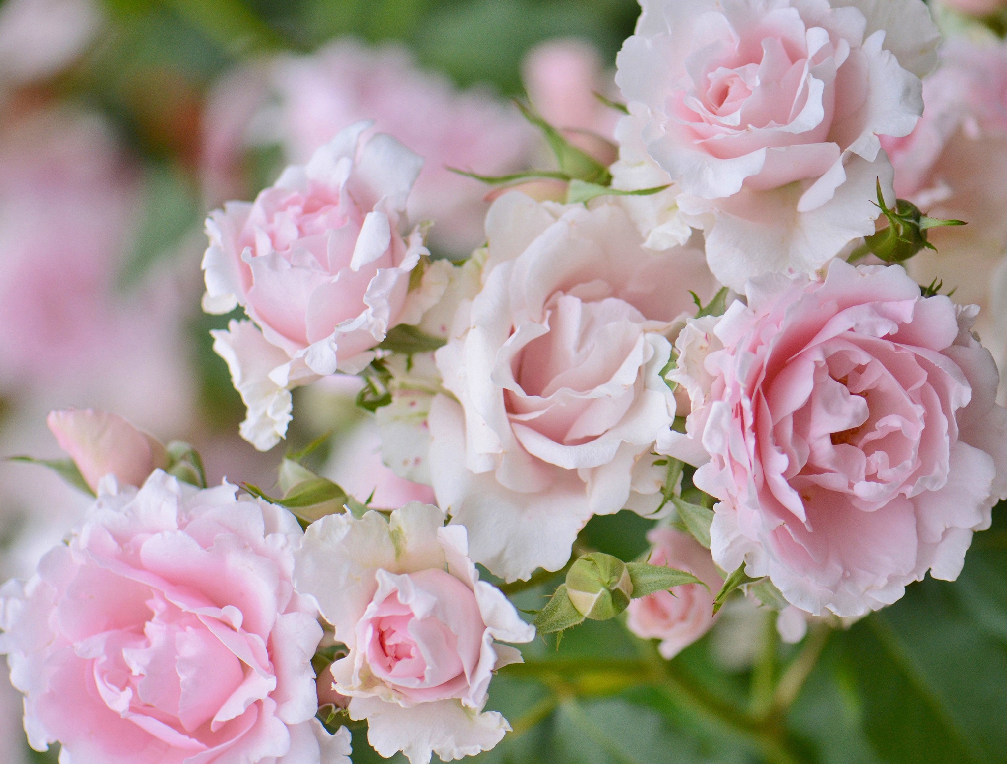 Laden Sie das Blumen, Rose, Erde/natur-Bild kostenlos auf Ihren PC-Desktop herunter