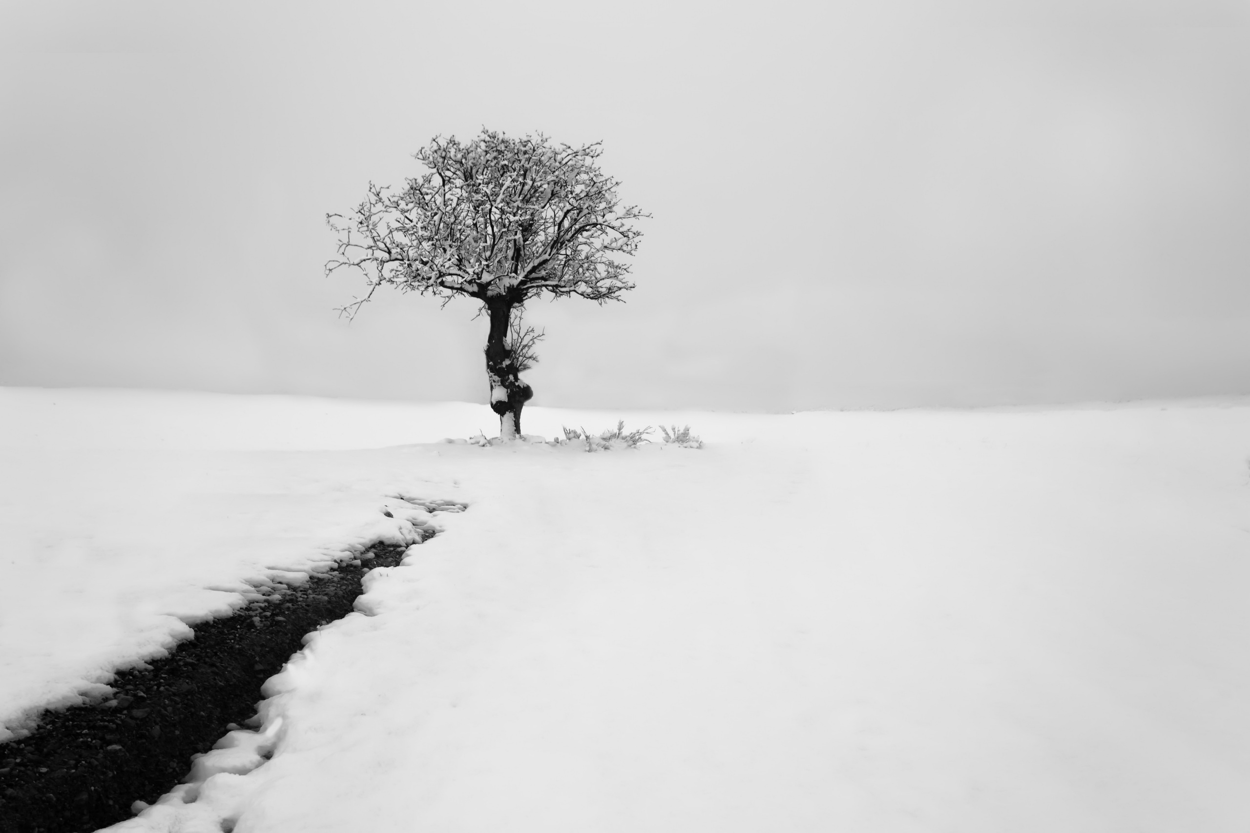 Download mobile wallpaper Winter, Nature, Snow, Tree, Earth, Stream, Lonely Tree for free.