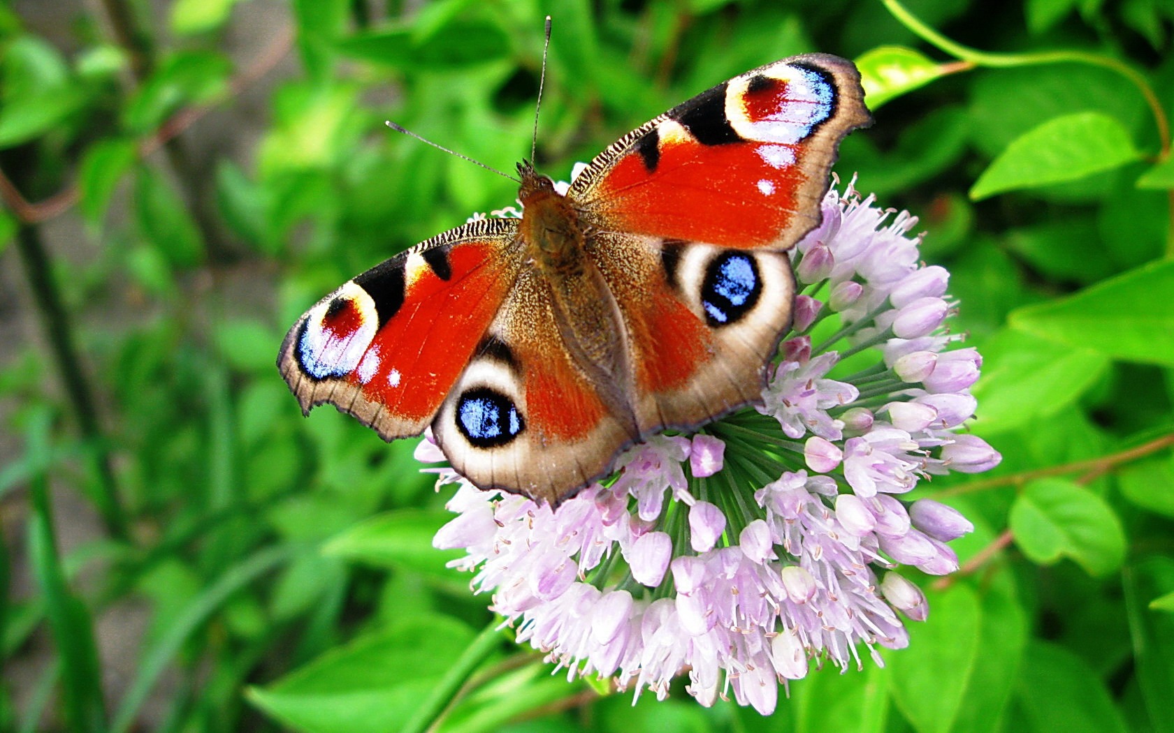 Free download wallpaper Flower, Butterfly, Animal, Colorful on your PC desktop