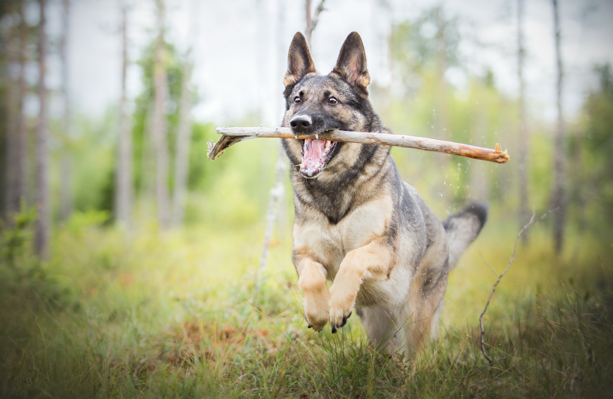 Download mobile wallpaper Dogs, Dog, Animal, German Shepherd, Depth Of Field for free.