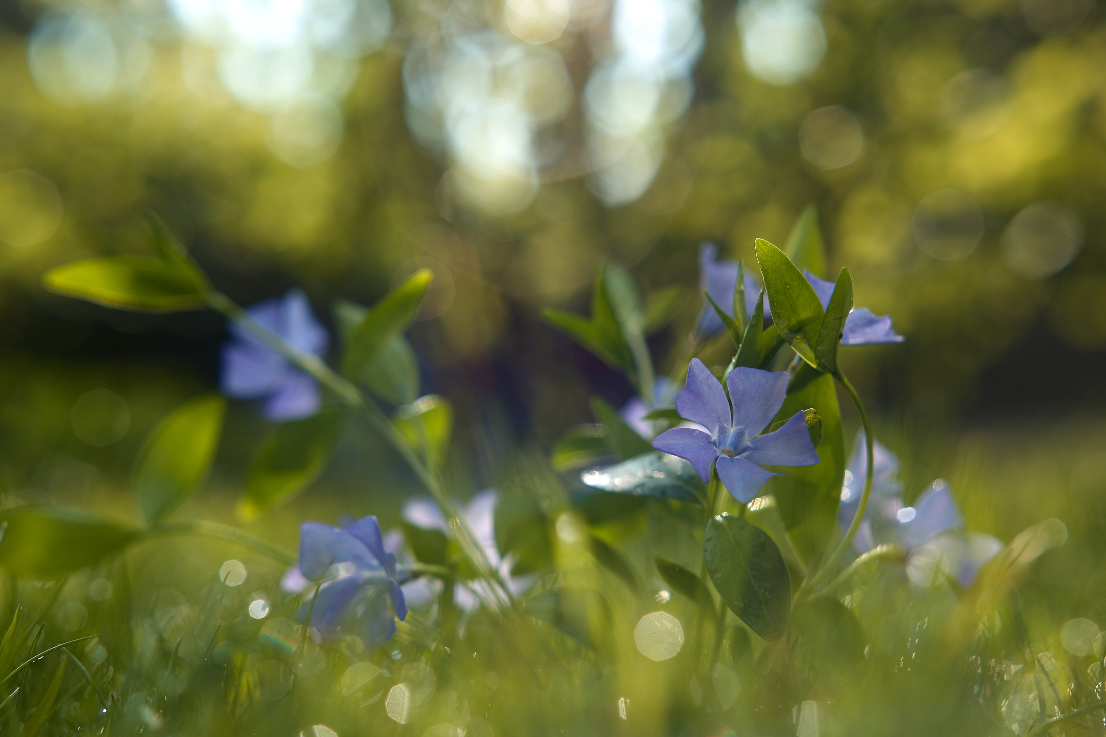 Baixe gratuitamente a imagem Flores, Verão, Flor, Macro, Terra/natureza na área de trabalho do seu PC