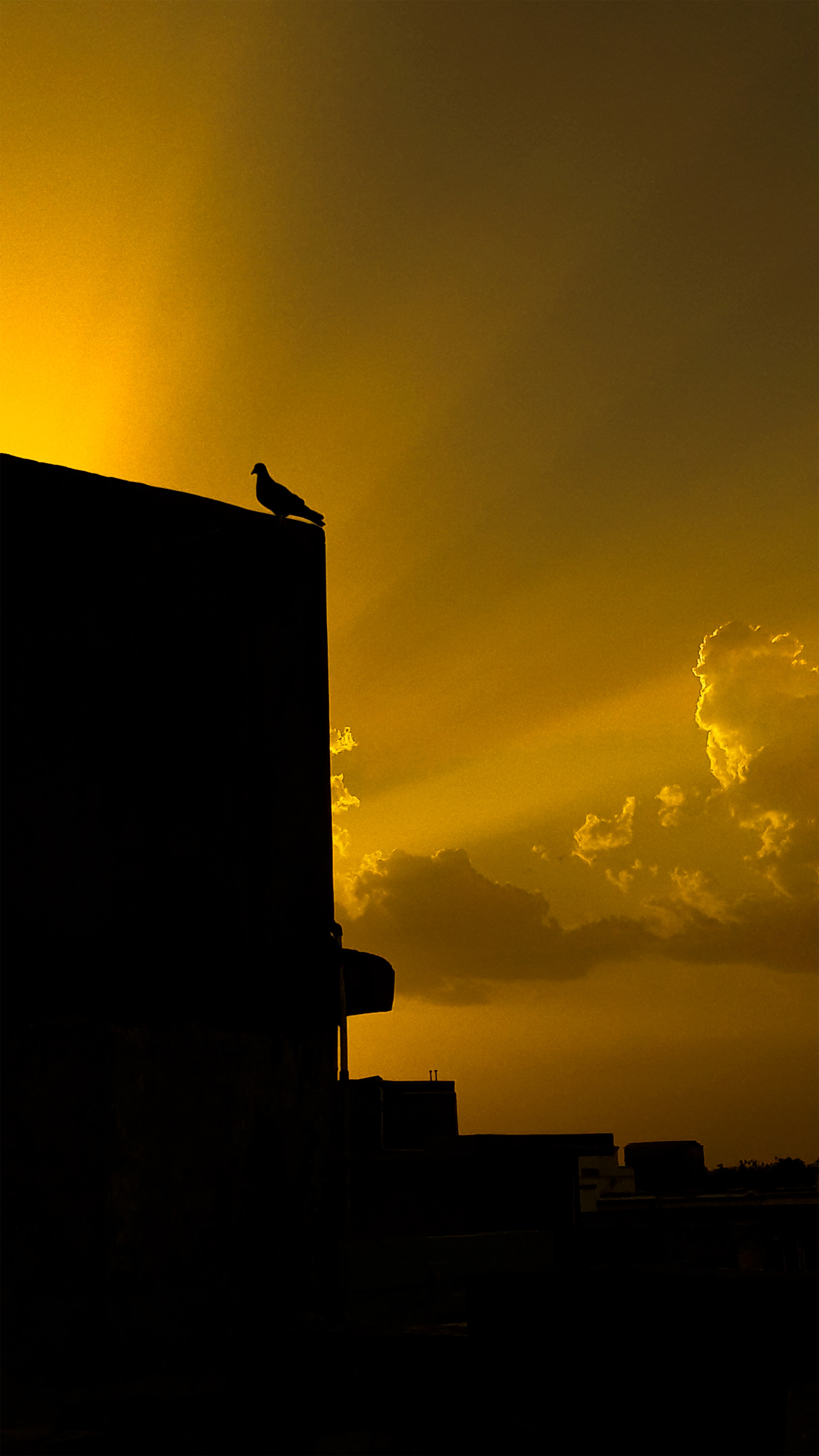 dove, black, building, silhouette, bird Full HD
