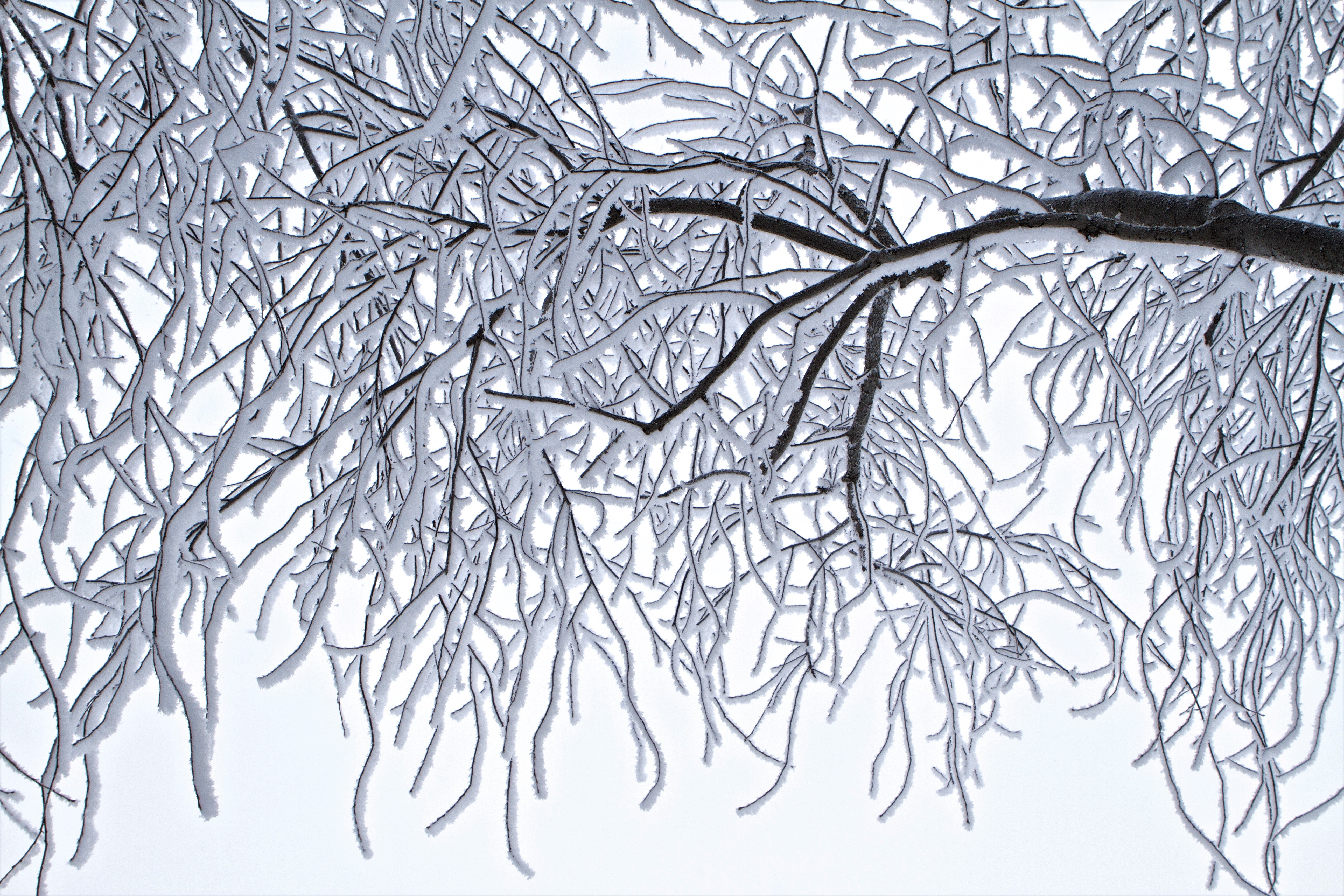 Download mobile wallpaper Winter, Ice, Snow, Branch, Earth for free.